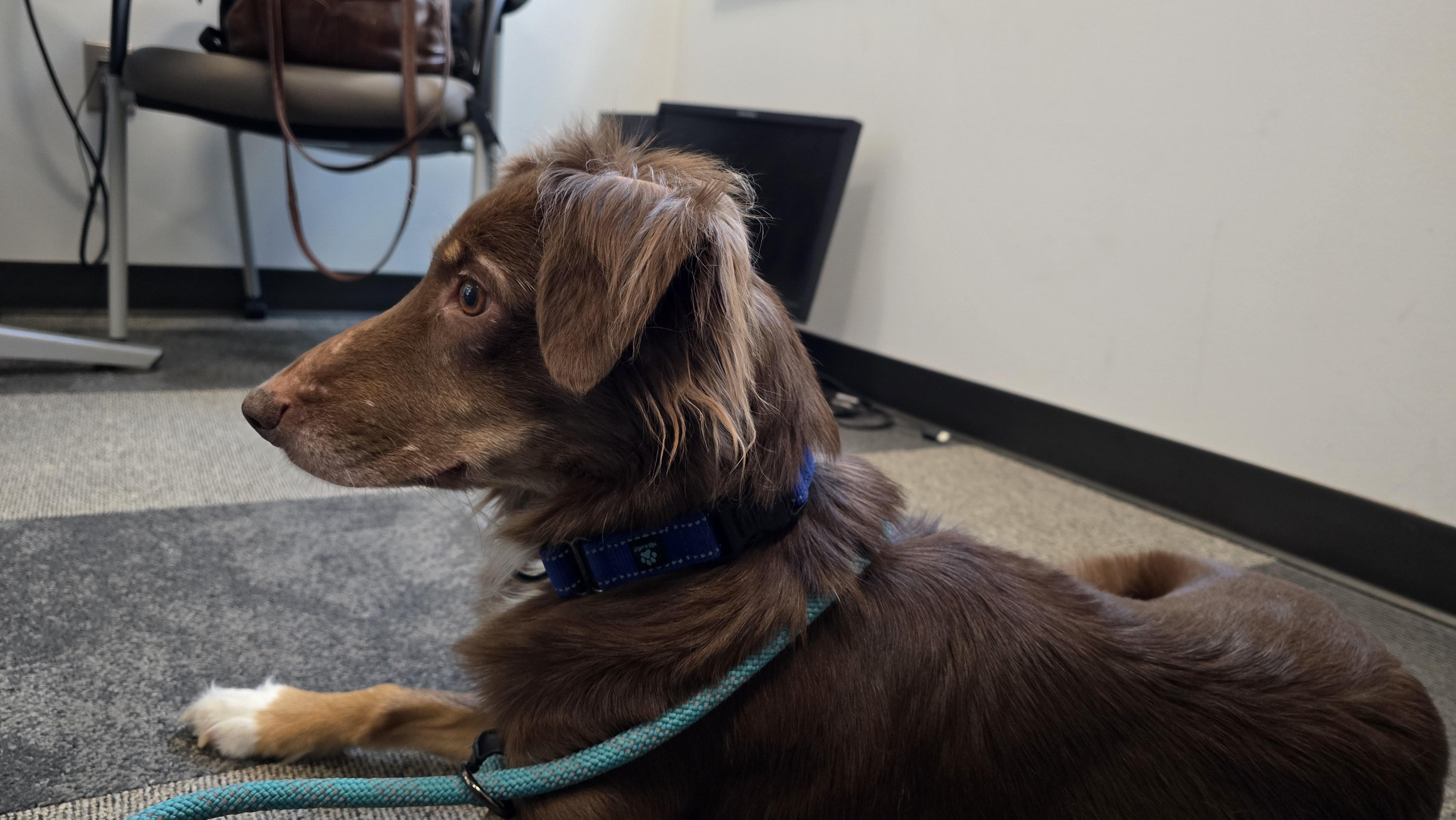 Noel — thumbnail 3