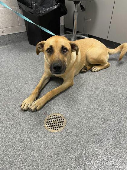 Enlarge Neji, a Adoptable mixed breed in Sevierville, TN image 2/2