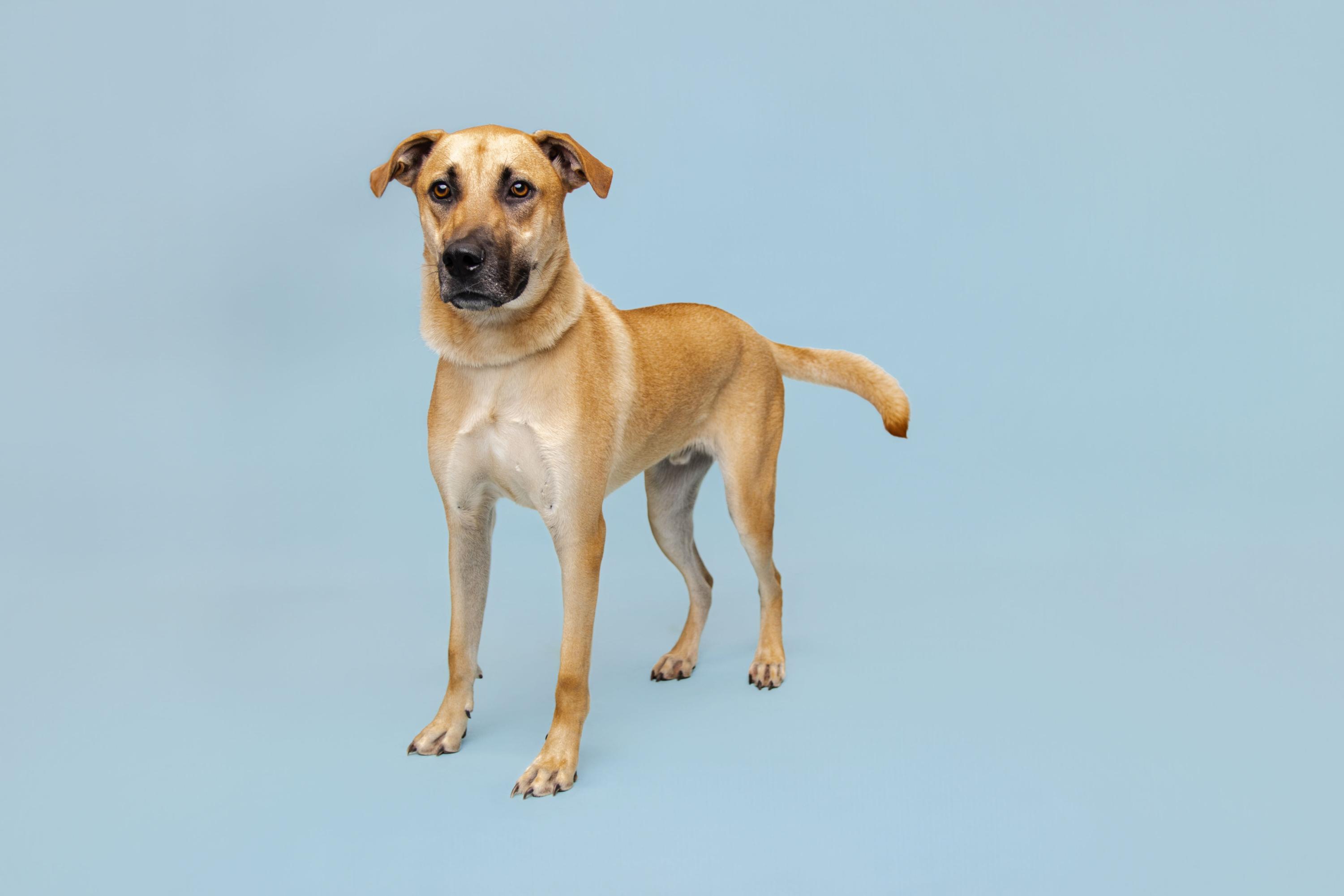Enlarge Neji, a Adoptable mixed breed in Sevierville, TN image 1/2