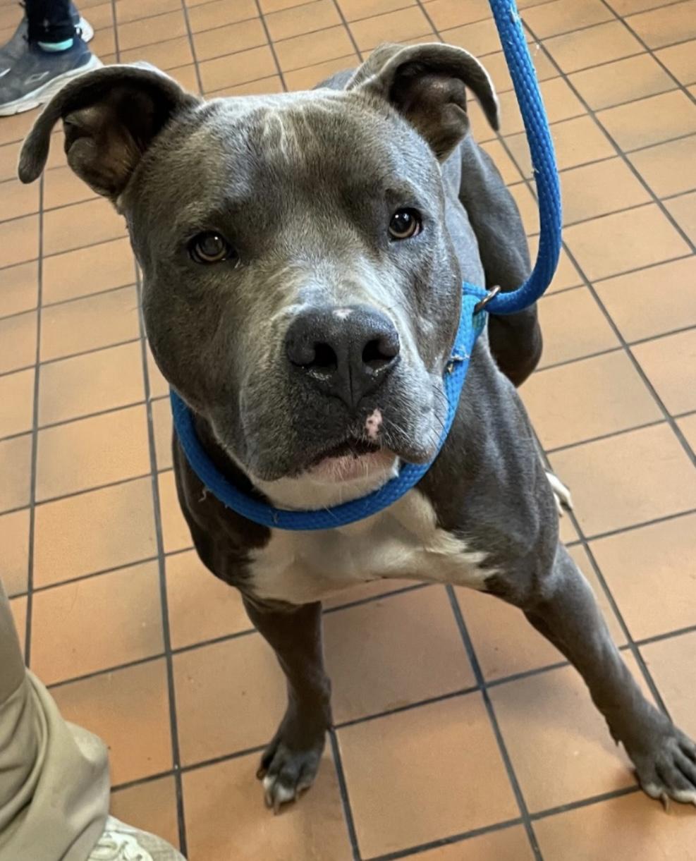 Clyde AVAILABLE, Adoptable, Adult Male American Staffordshire Terrier.