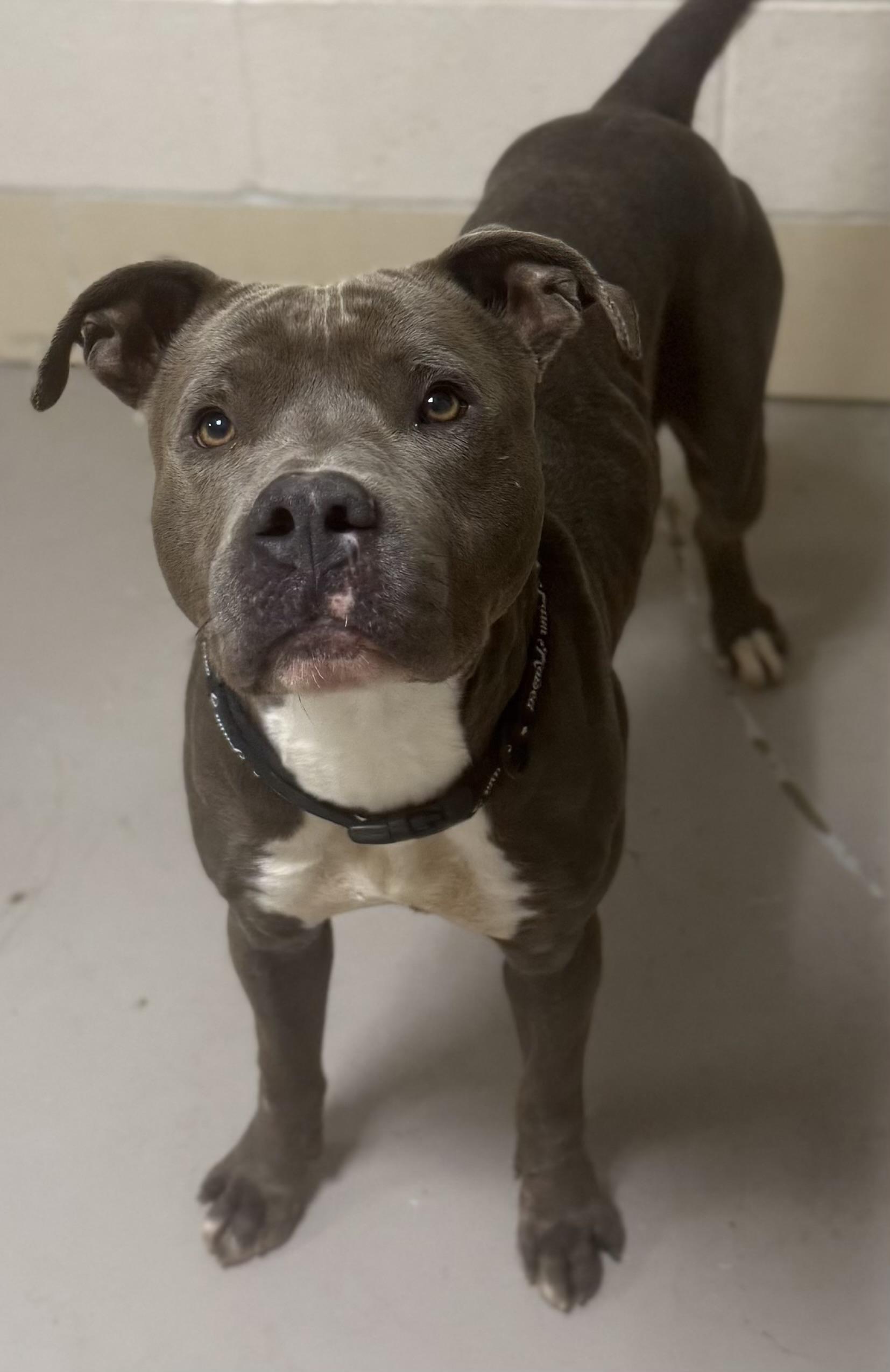 Clyde AVAILABLE, Adoptable, Adult Male American Staffordshire Terrier.