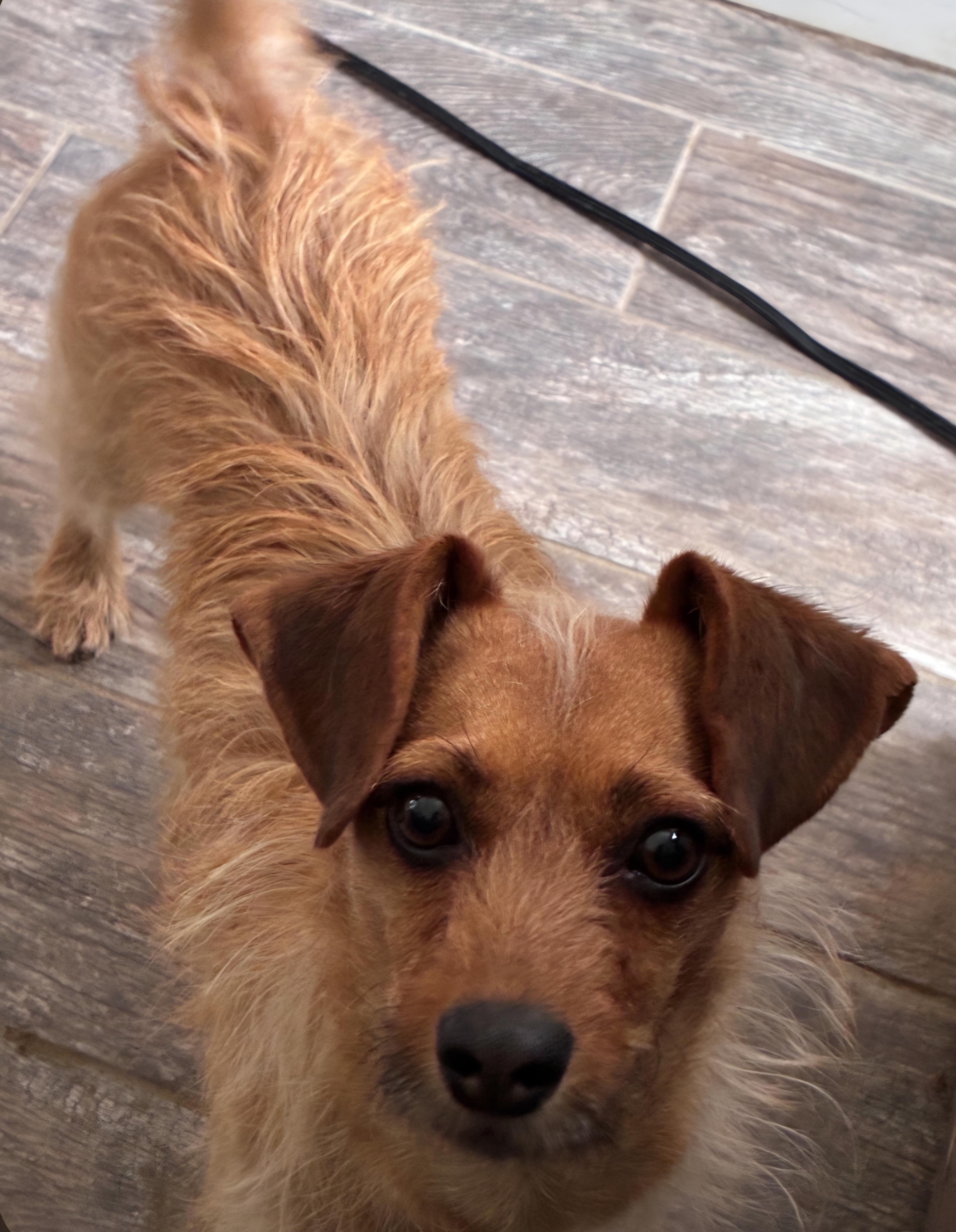 Chanel, Adoptable, Adult Female Terrier.