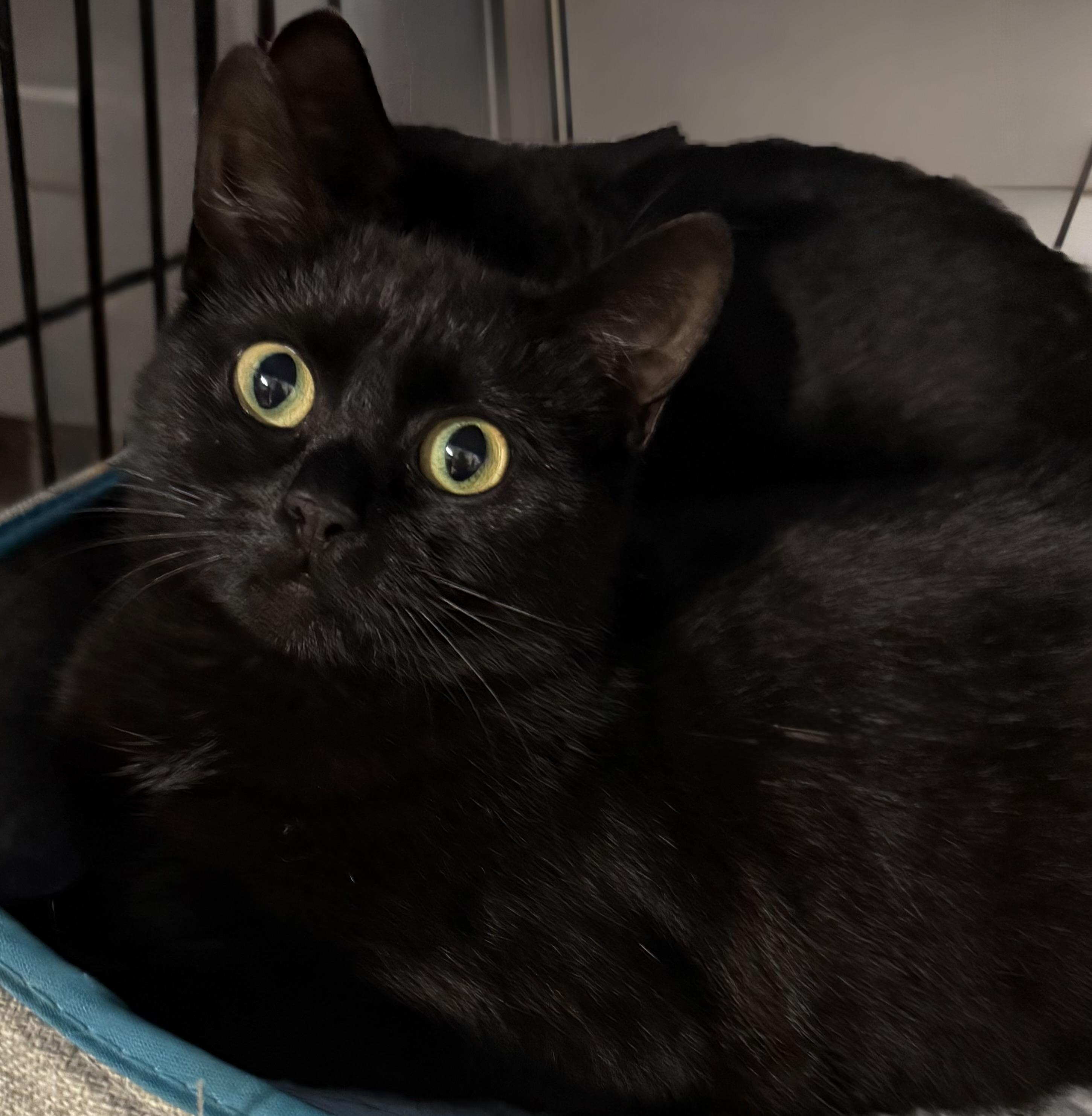 Enlarge Romeow & Juliette, a Adoptable mixed breed in Bethel , CT image 3/5