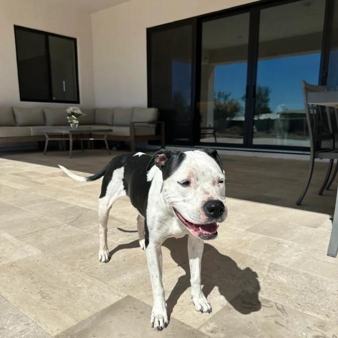 Enlarge Poppy, a ADOPTABLE mixed breed in Scottsdale, AZ image 5/6