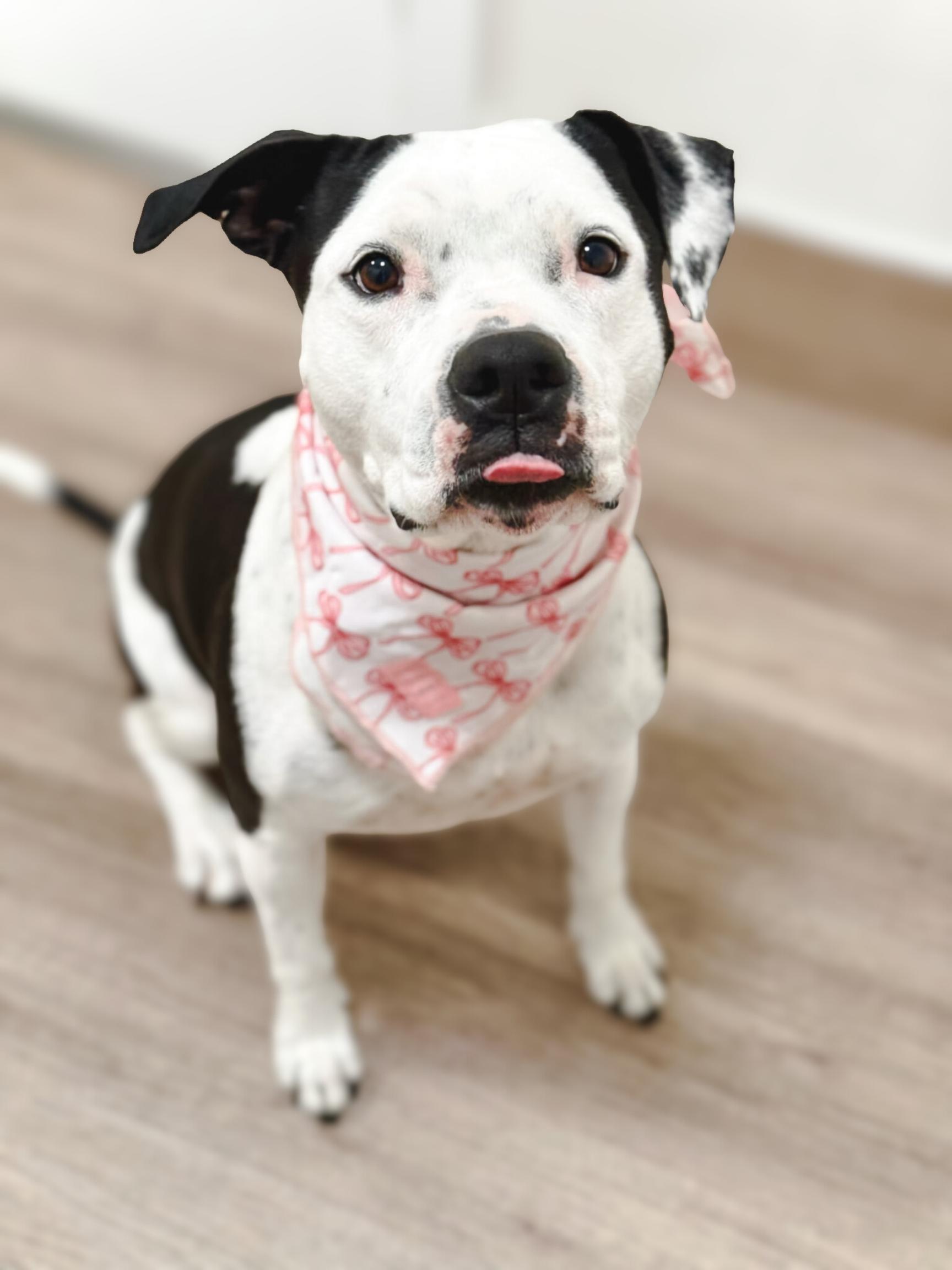 Poppy — thumbnail 2