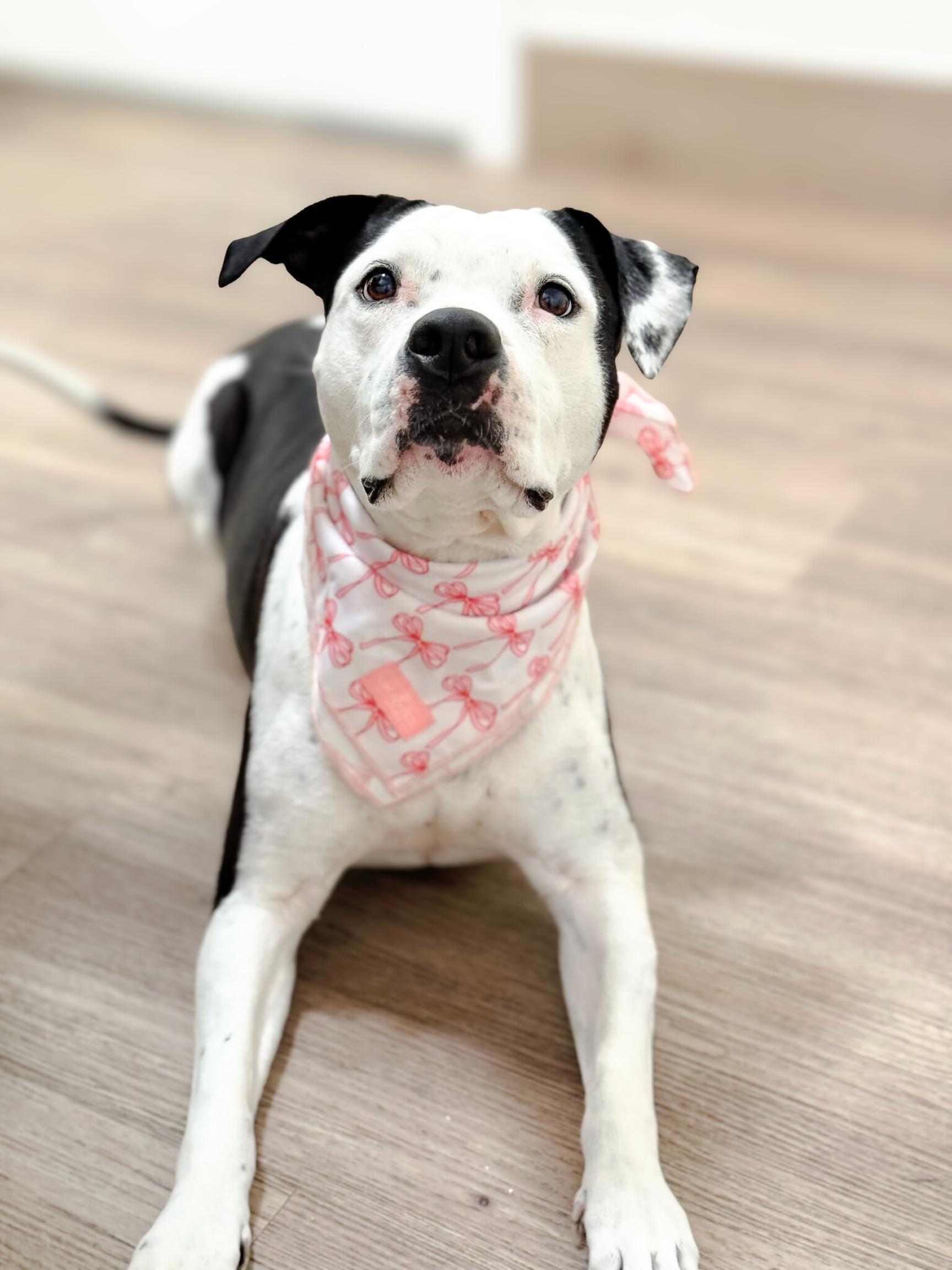 Enlarge Poppy, a ADOPTABLE mixed breed in Scottsdale, AZ image 3/6