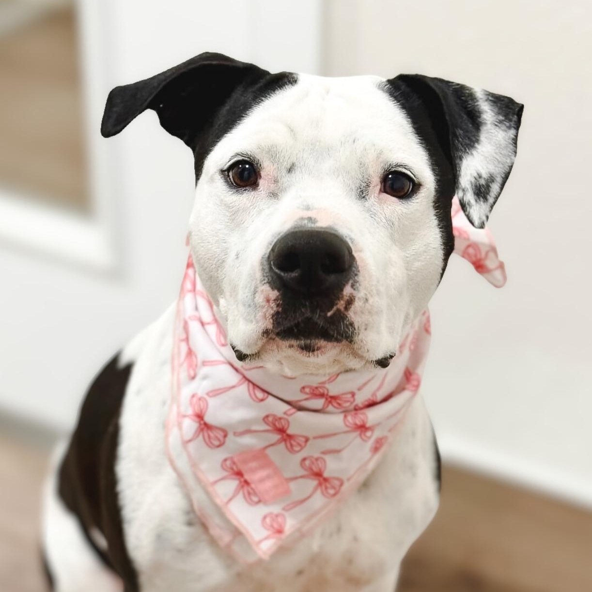 Enlarge Poppy, a ADOPTABLE mixed breed in Scottsdale, AZ image 1/6