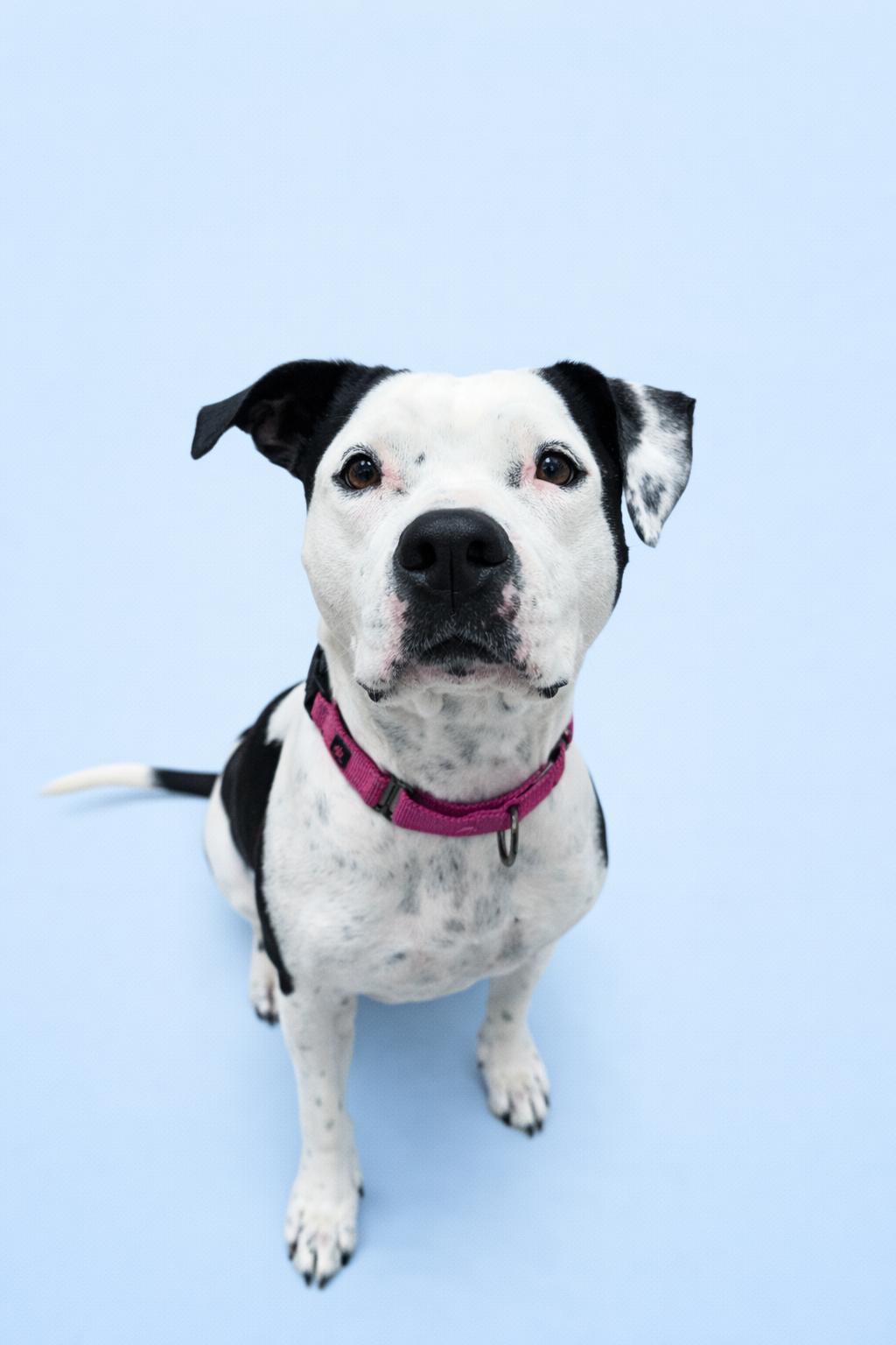 Enlarge Poppy, a ADOPTABLE mixed breed in Scottsdale, AZ image 4/6