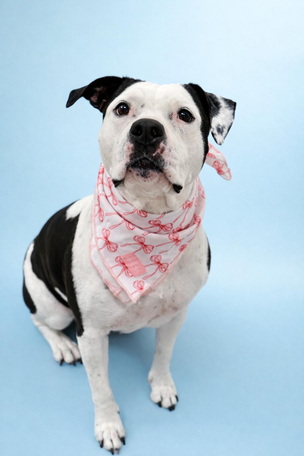 Enlarge Poppy, a ADOPTABLE mixed breed in Scottsdale, AZ image 6/6