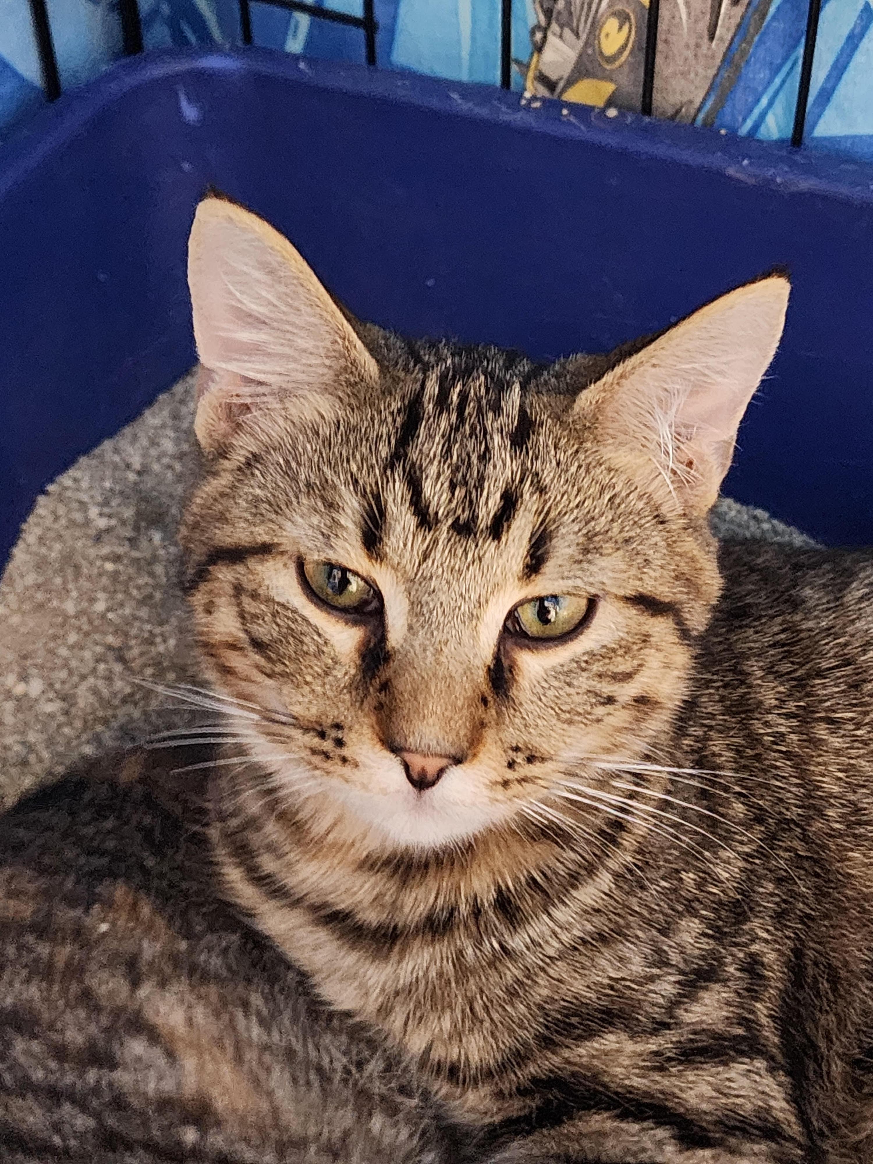 Guava, Adoptable, Young Male Domestic Short Hair.