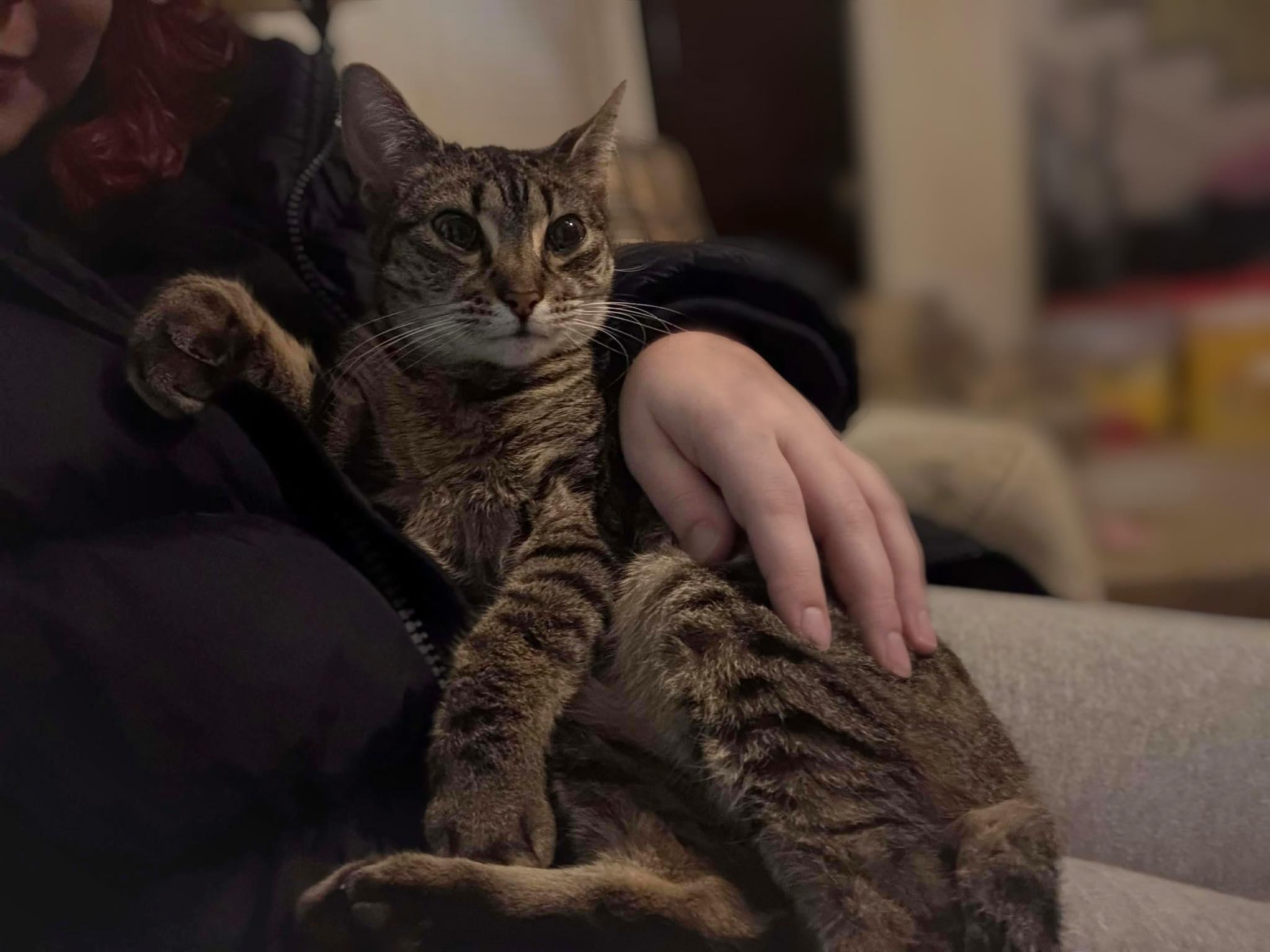 Precious, ADOPTABLE, Adult Female Domestic Short Hair.