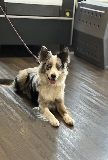 Enlarge Kika, an adopted mixed breed in Los Angeles, CA image 3/4
