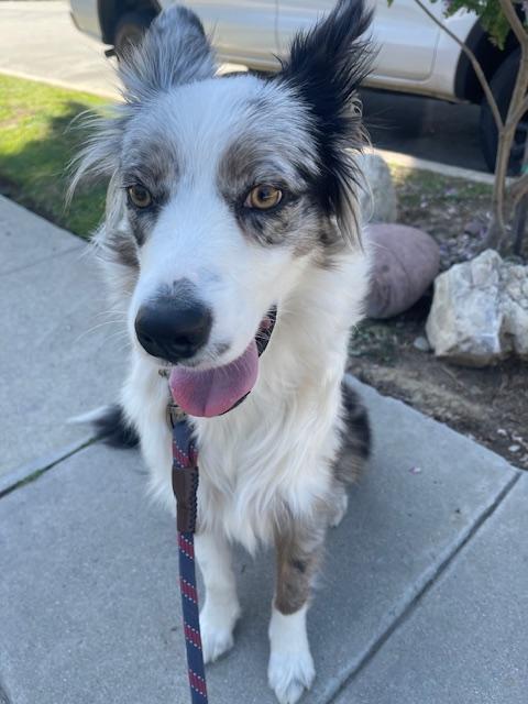 Enlarge Kika, an adopted mixed breed in Los Angeles, CA image 2/4