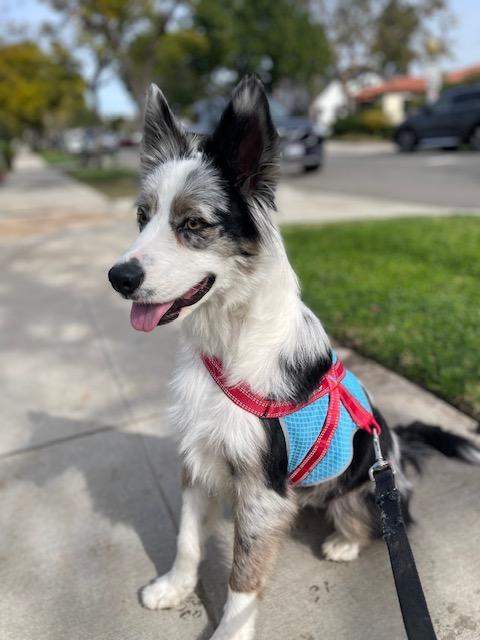 Enlarge Kika, an adopted mixed breed in Los Angeles, CA image 4/4