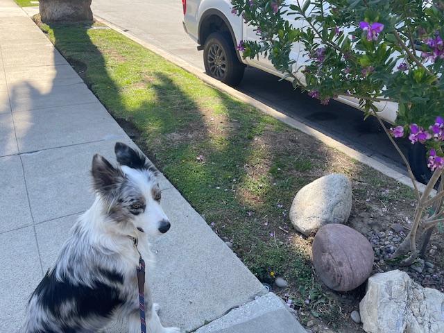 Enlarge Kika, an adopted mixed breed in Los Angeles, CA image 1/4