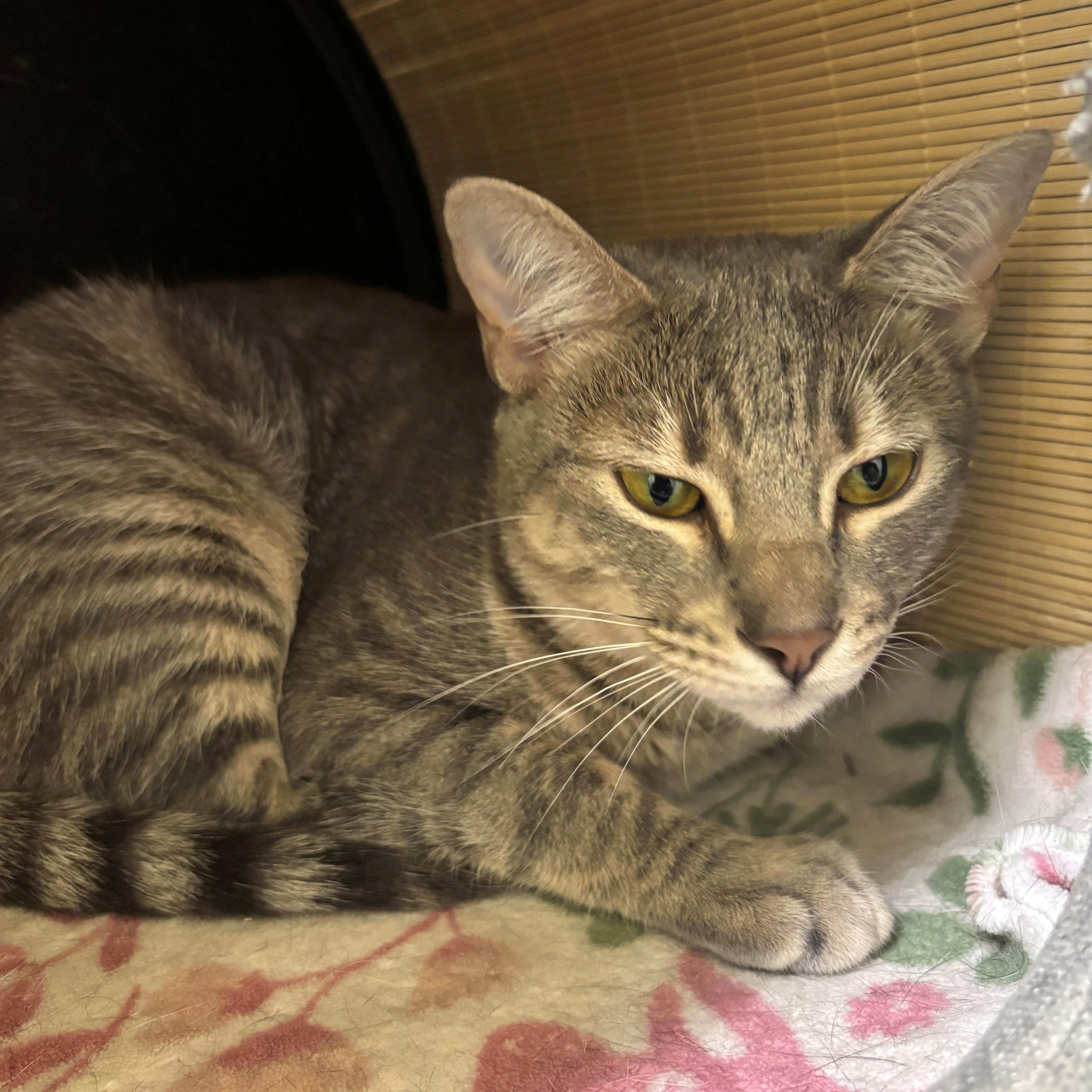 Minnow, adoptable, Young Female Domestic Short Hair.