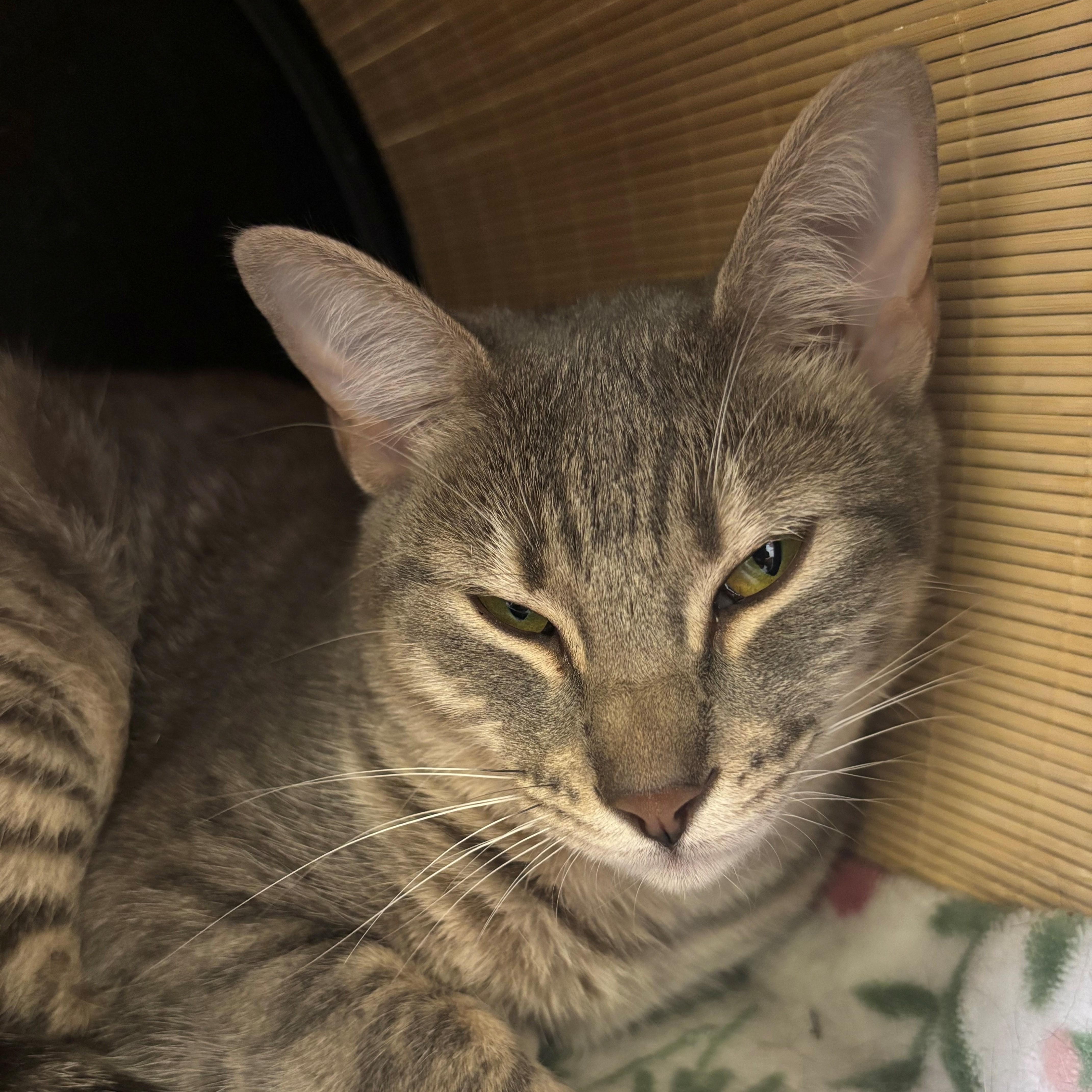Enlarge Minnow, an adoptable Domestic Short Hair in Margate, FL image 2/2