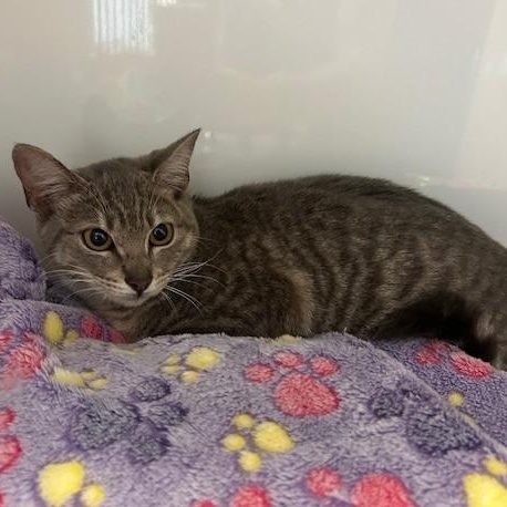 Minnow, adoptable, Young Female Domestic Short Hair.