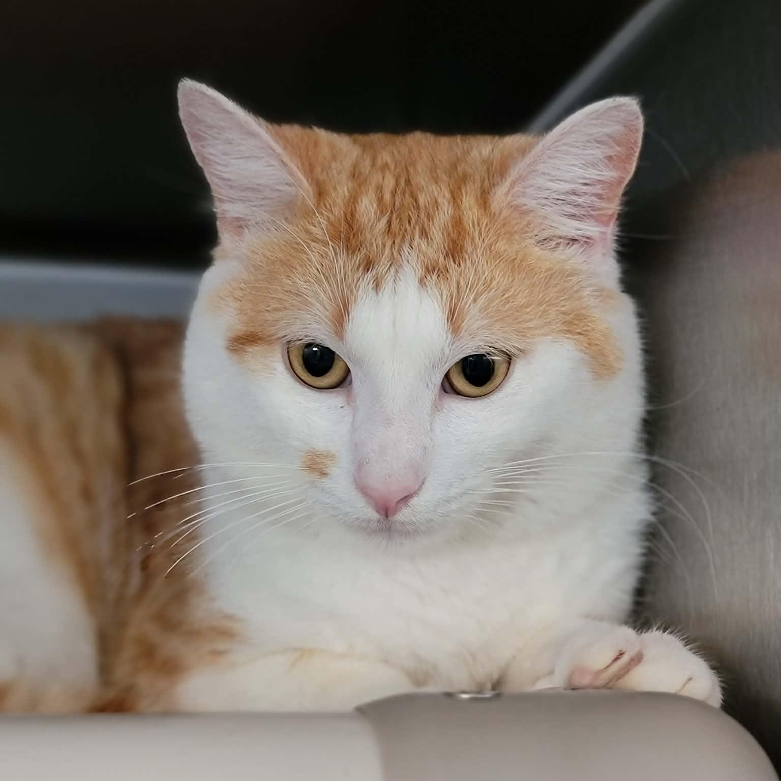 Enlarge Baby Boy, an adopted Domestic Short Hair in Myrtle Beach, SC image 3/4