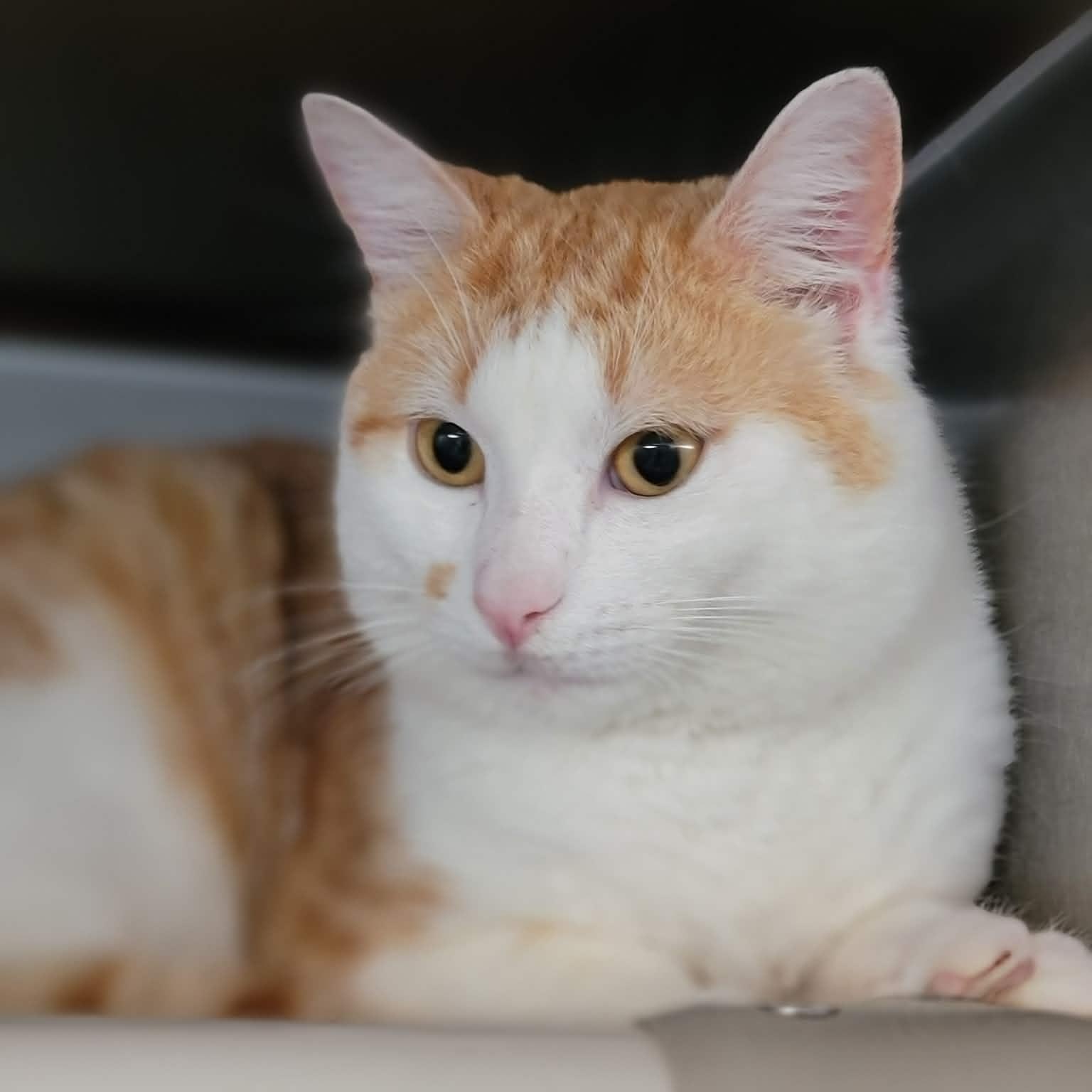 Baby Boy, adopted, Young Male Domestic Short Hair.