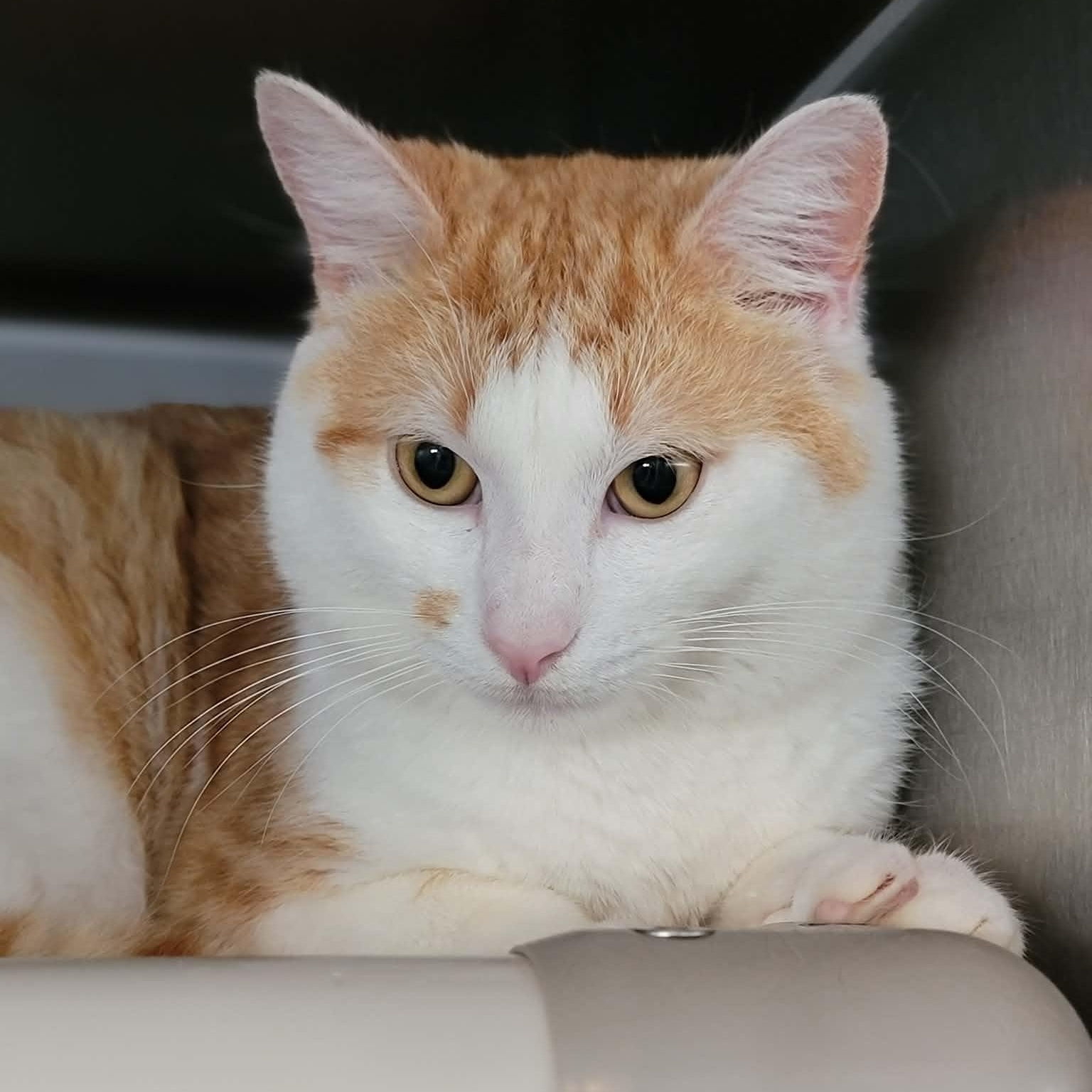Enlarge Baby Boy, an adopted Domestic Short Hair in Myrtle Beach, SC image 2/4