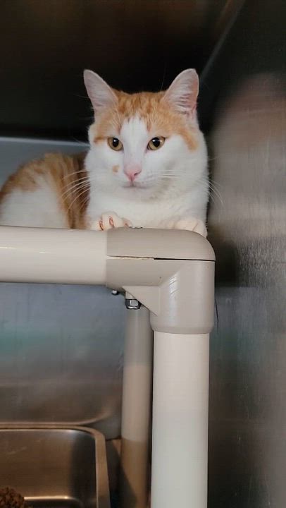 Enlarge Baby Boy, an adopted Domestic Short Hair in Myrtle Beach, SC video 4/4