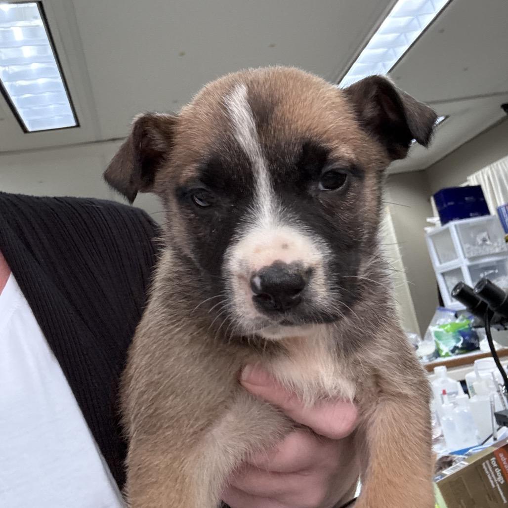 Lucy, Adoptable, Puppy Female German Shepherd Dog.