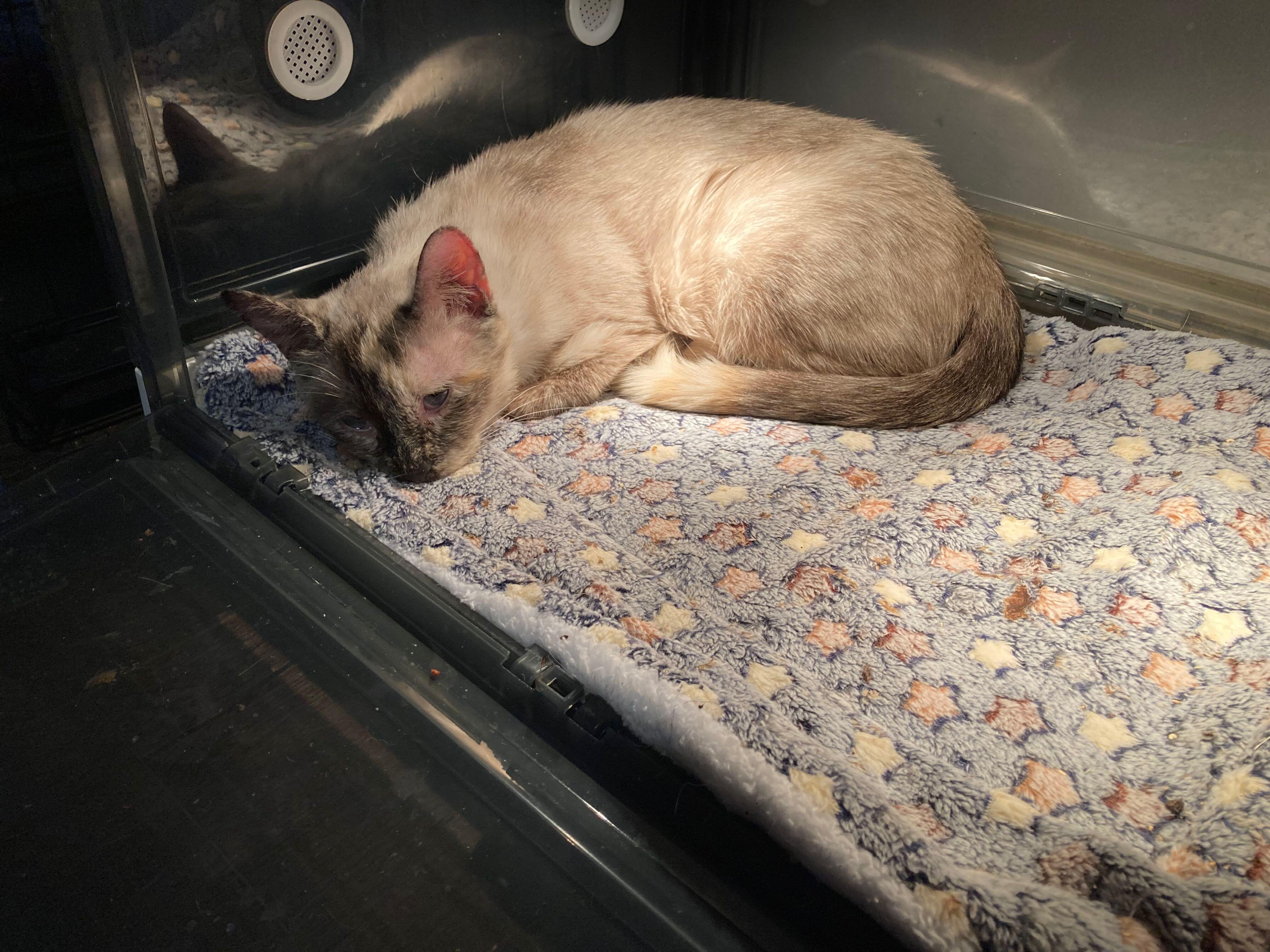 Enlarge Sadie, an adopted Siamese in Peru, IN image 4/6