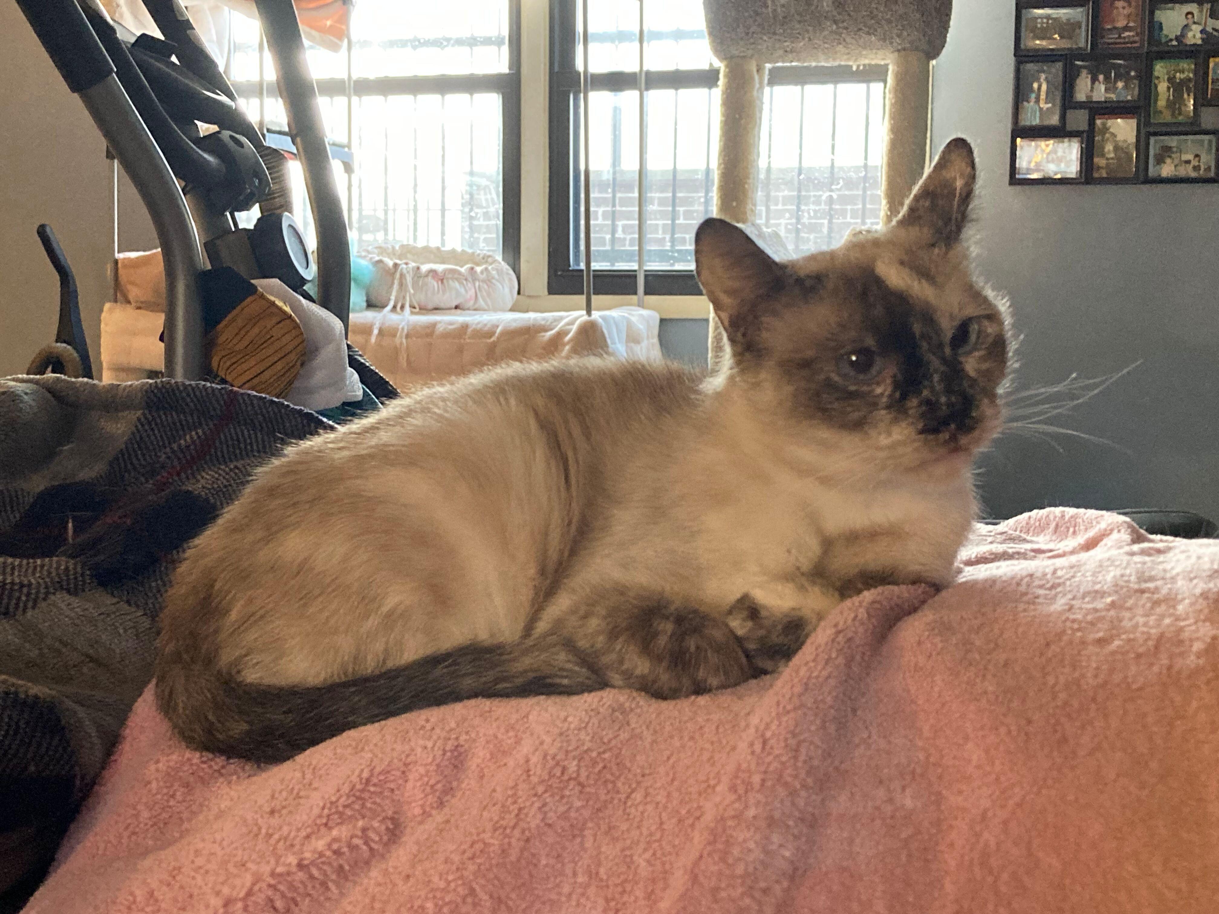 Enlarge Sadie, an adopted Siamese in Peru, IN image 3/6