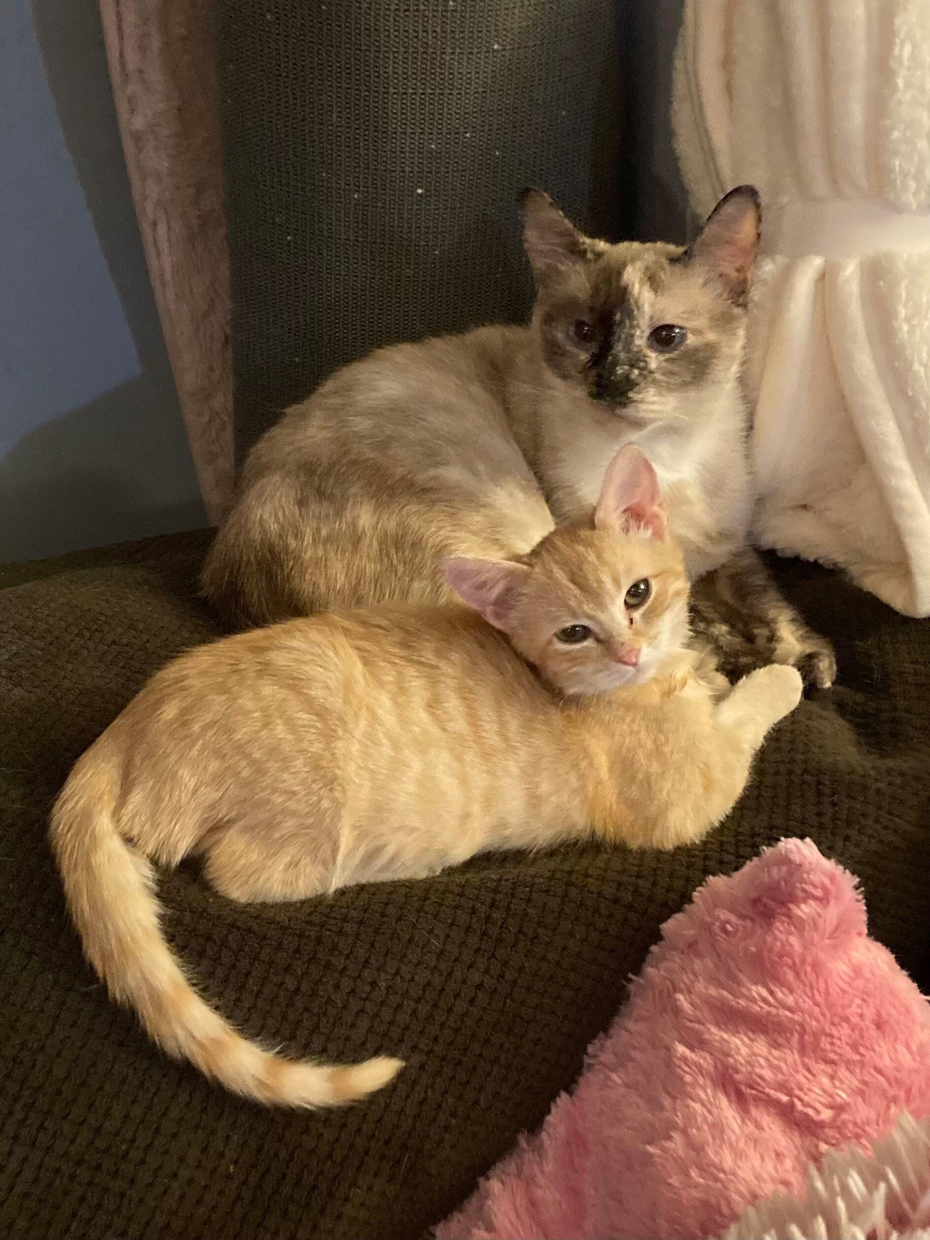 Enlarge Sadie, an adopted Siamese in Peru, IN image 2/6