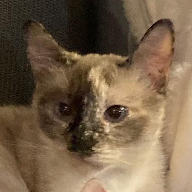 Sadie, adopted, Adult Female Siamese.