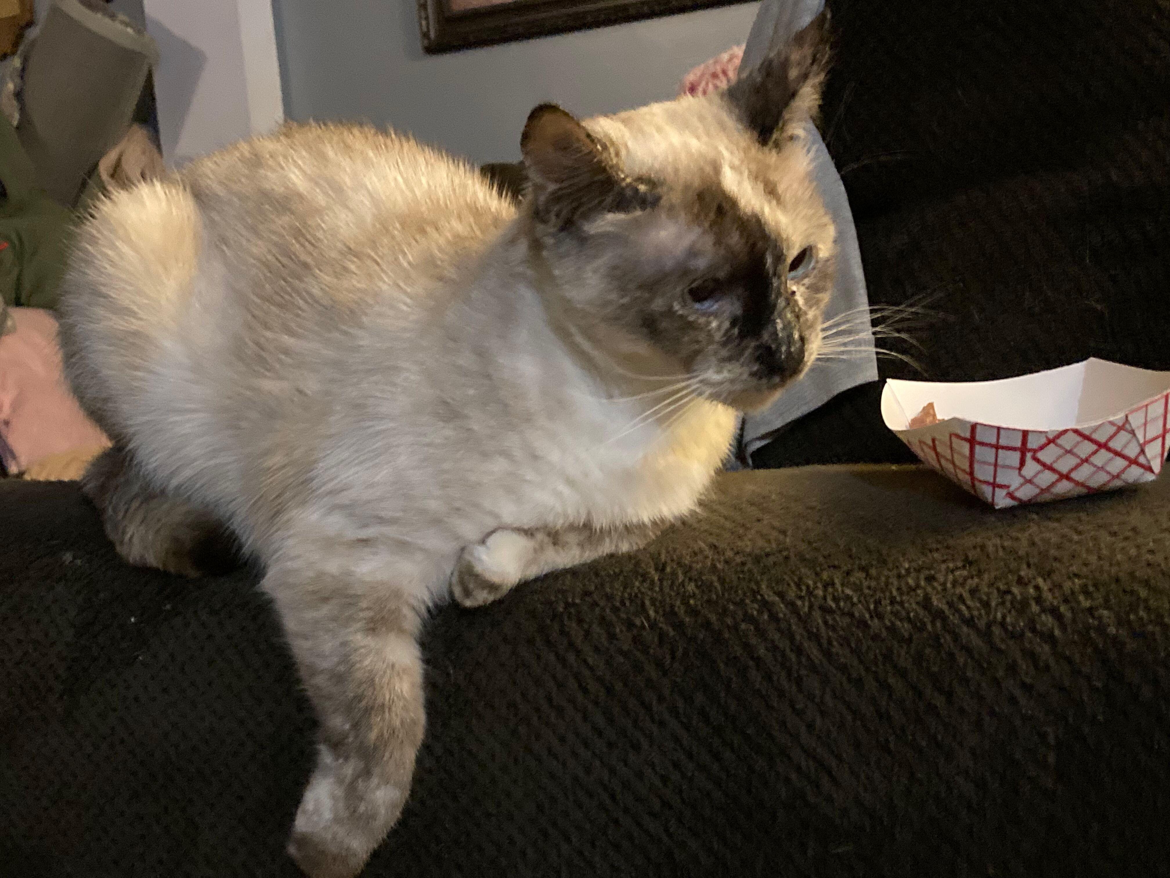 Enlarge Sadie, an adopted Siamese in Peru, IN image 5/6