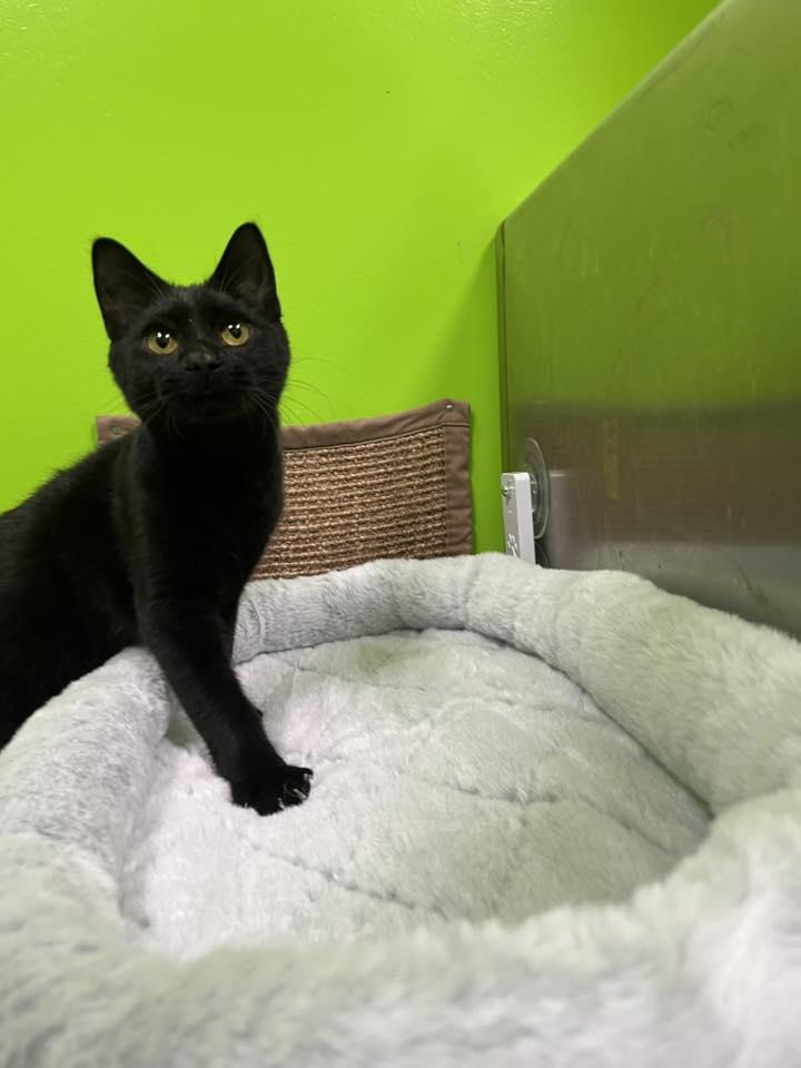 Enlarge Spice , a ADOPTABLE mixed breed in Lincoln Park, MI image 1/1