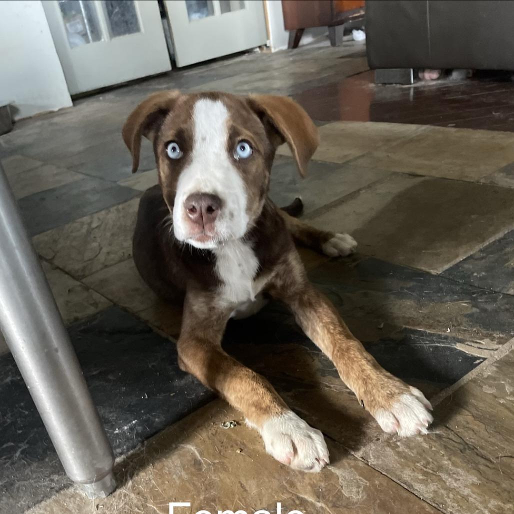 Enlarge Wookie, a Adopted Mixed Breed in Meadow Lake, SK image 1/1