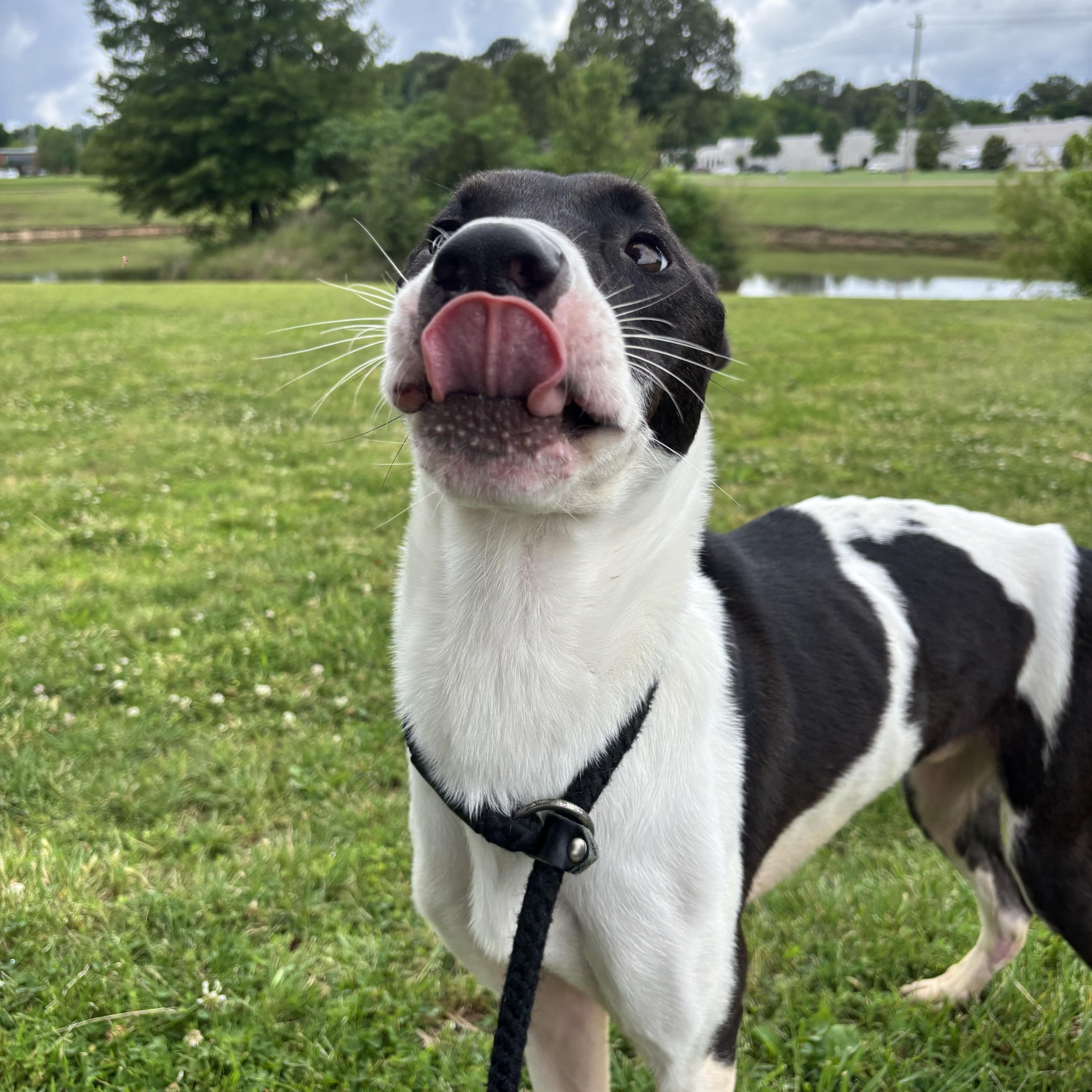 Checkers, an adoptable Mixed Breed in Collierville, TN image 4/5