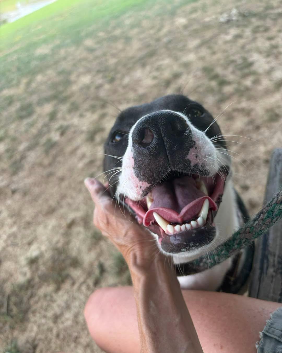 Enlarge Checkers, an adoptable Mixed Breed in Collierville, TN image 2/3