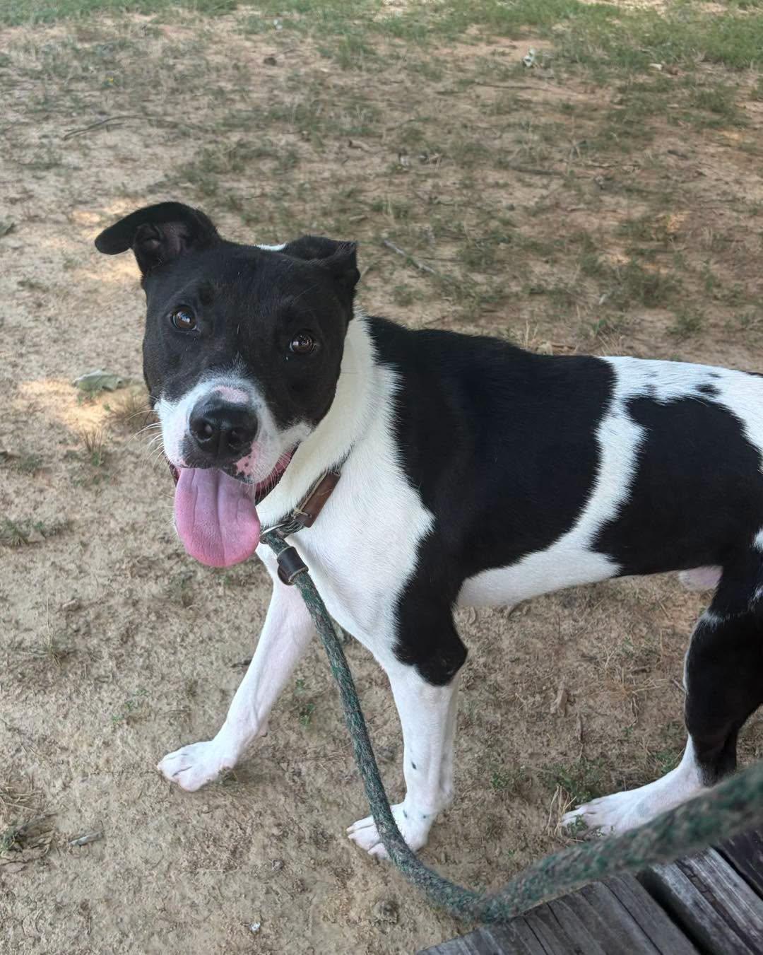 Enlarge Checkers, an adoptable Mixed Breed in Collierville, TN image 3/3