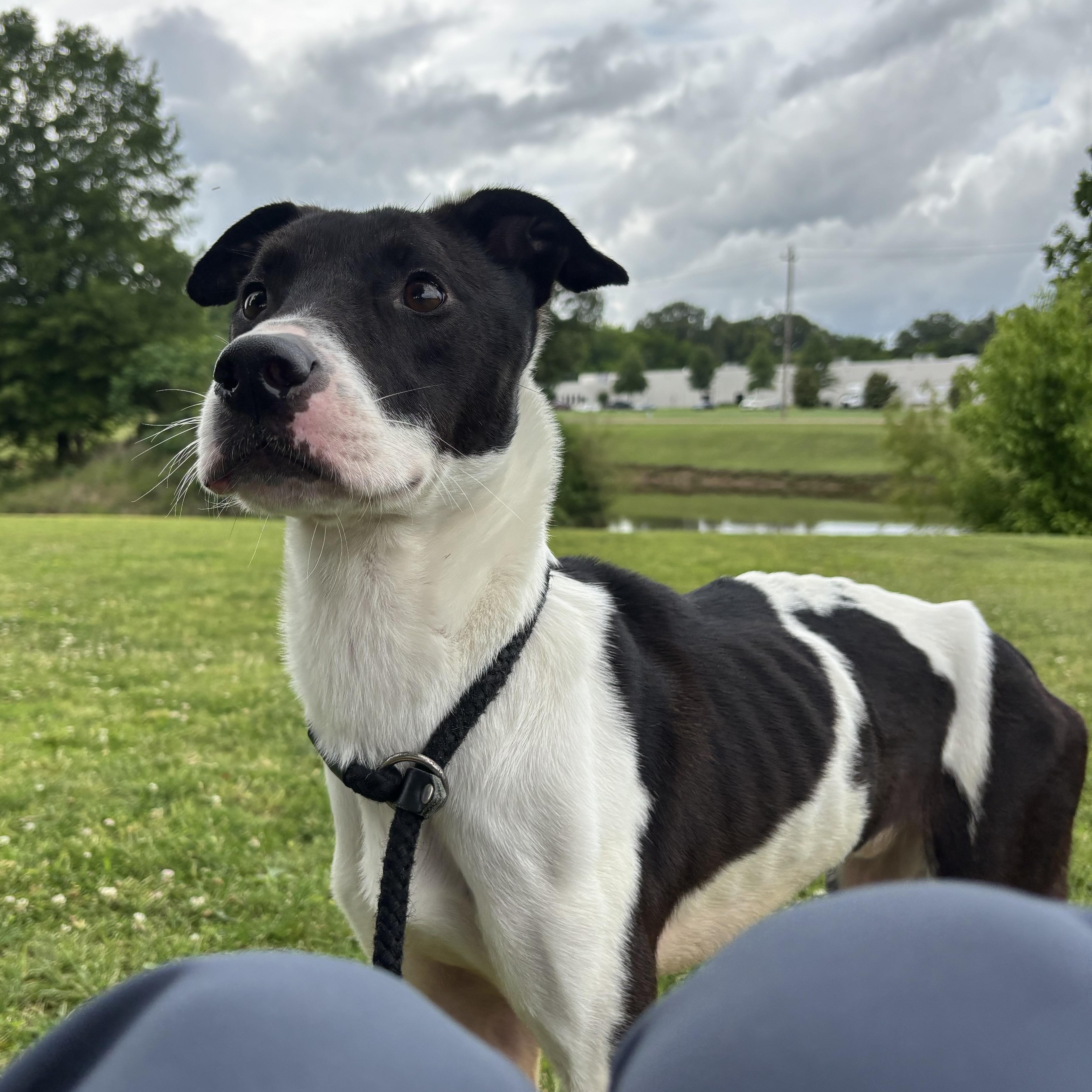Checkers, an adoptable Mixed Breed in Collierville, TN image 5/5