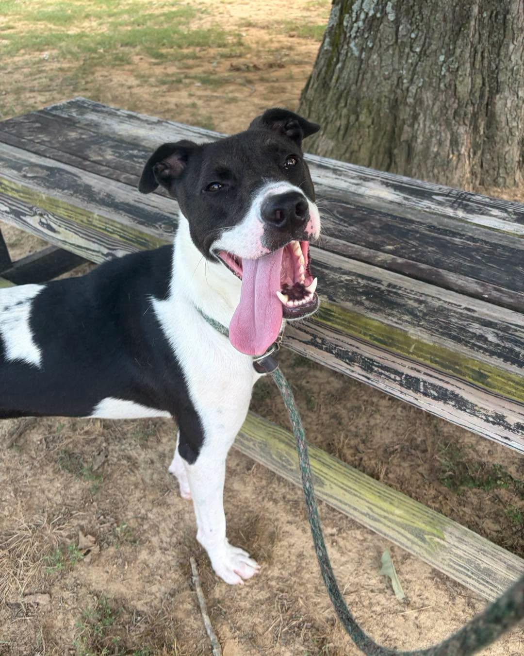 Enlarge Checkers, an adoptable Mixed Breed in Collierville, TN image 1/3