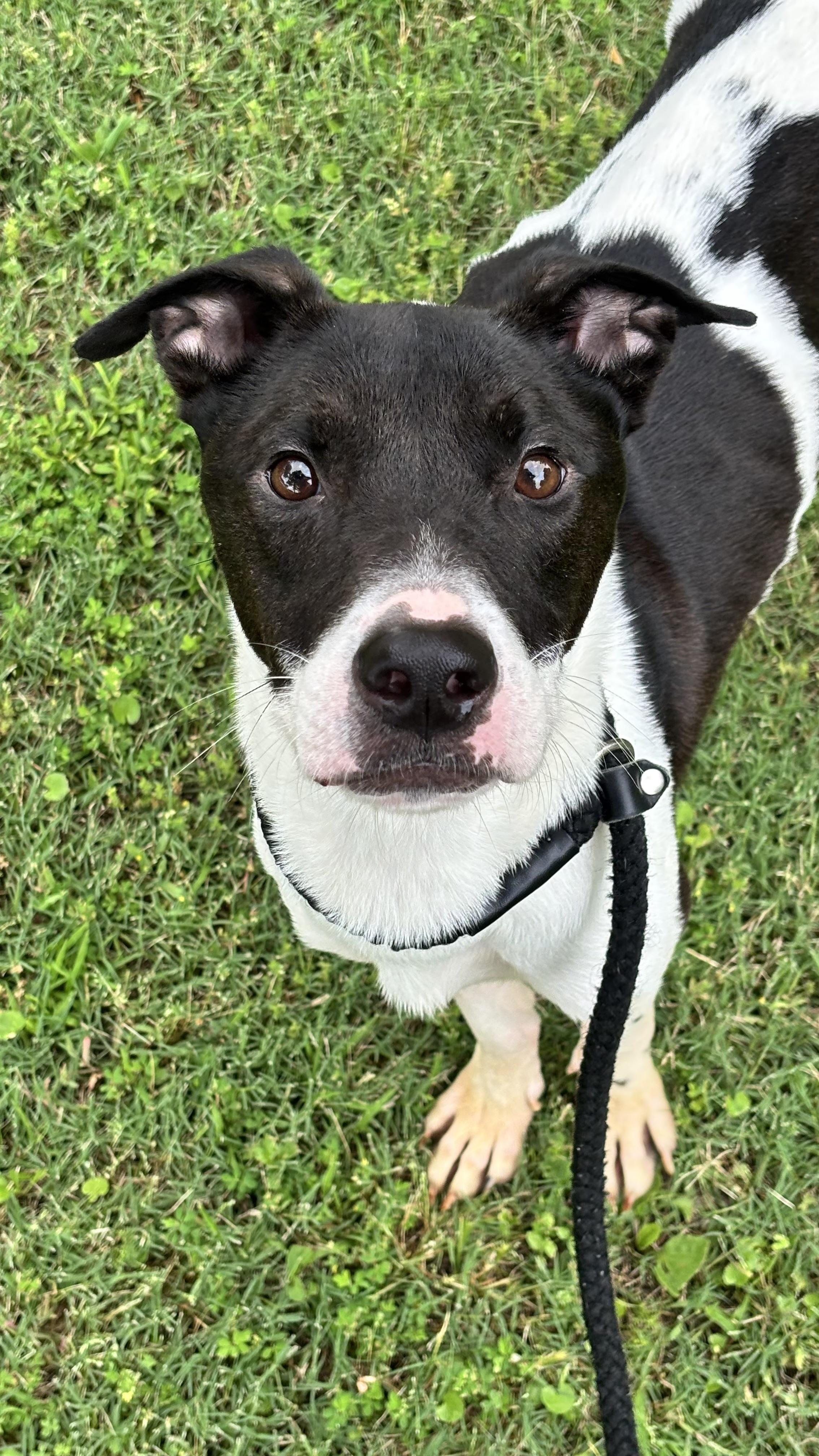 Checkers, an adoptable Mixed Breed in Collierville, TN image 3/5