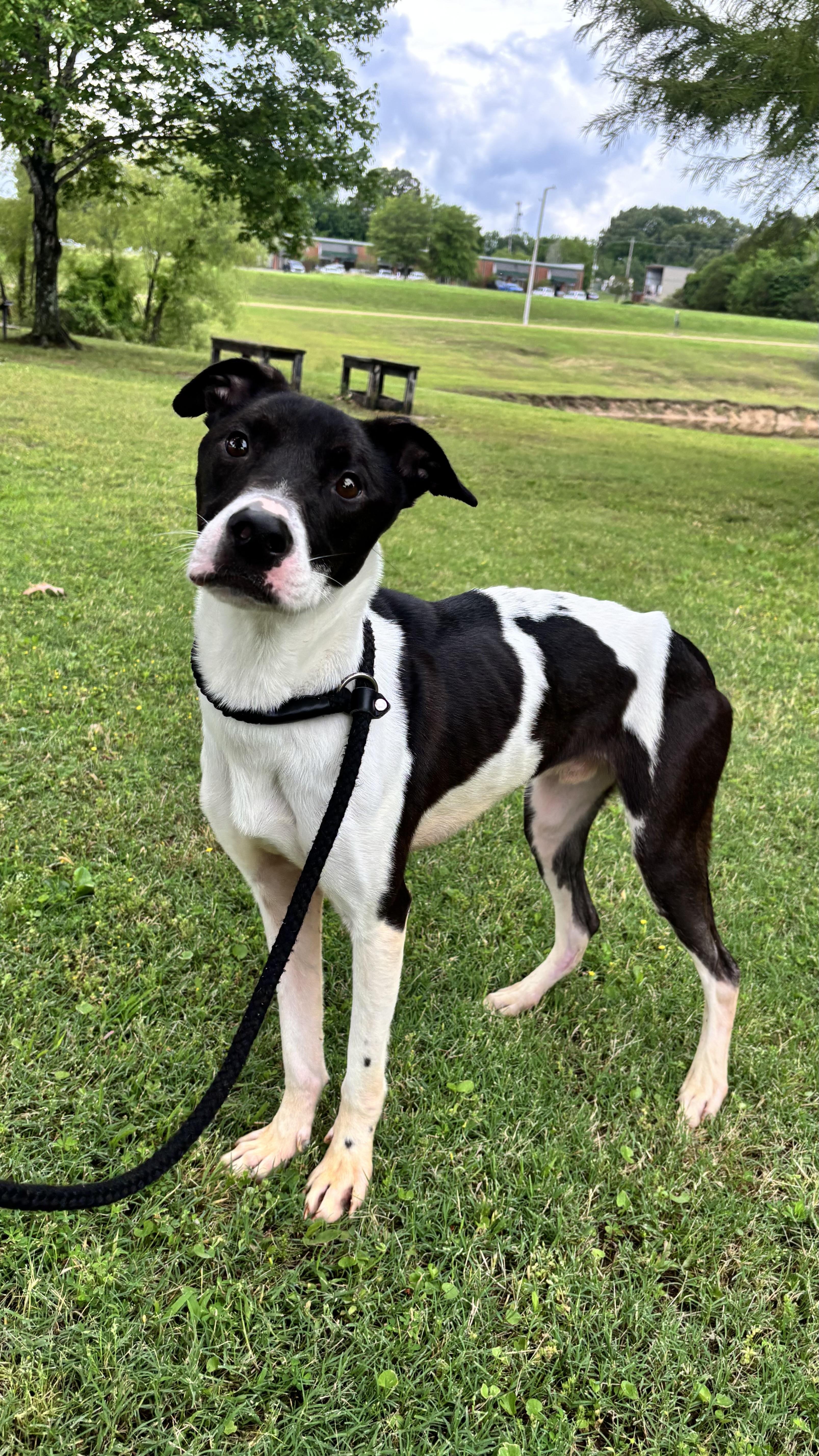 Checkers, adoptable, Young Male Mixed Breed.