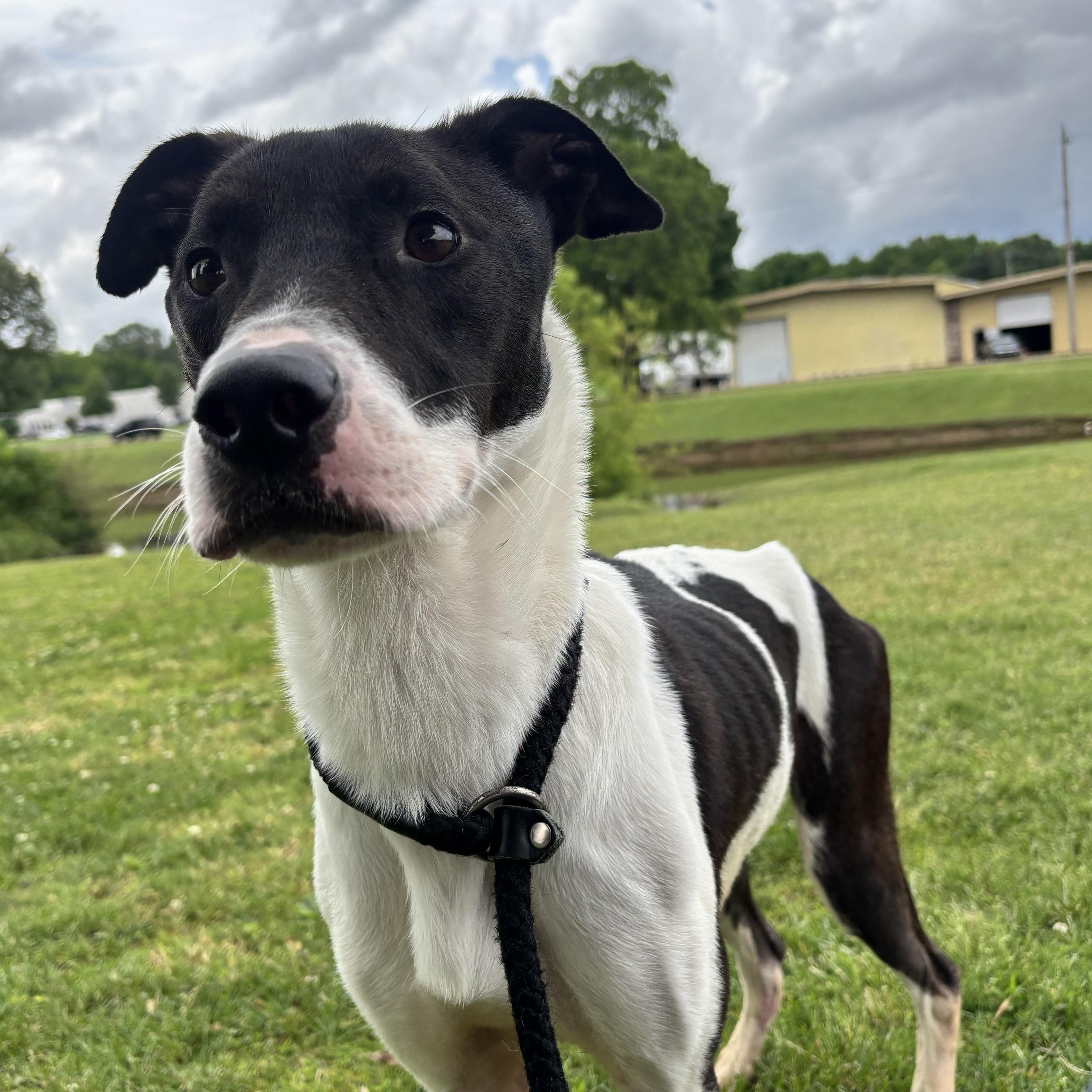 Checkers, adoptable, Adult Male Mixed Breed.