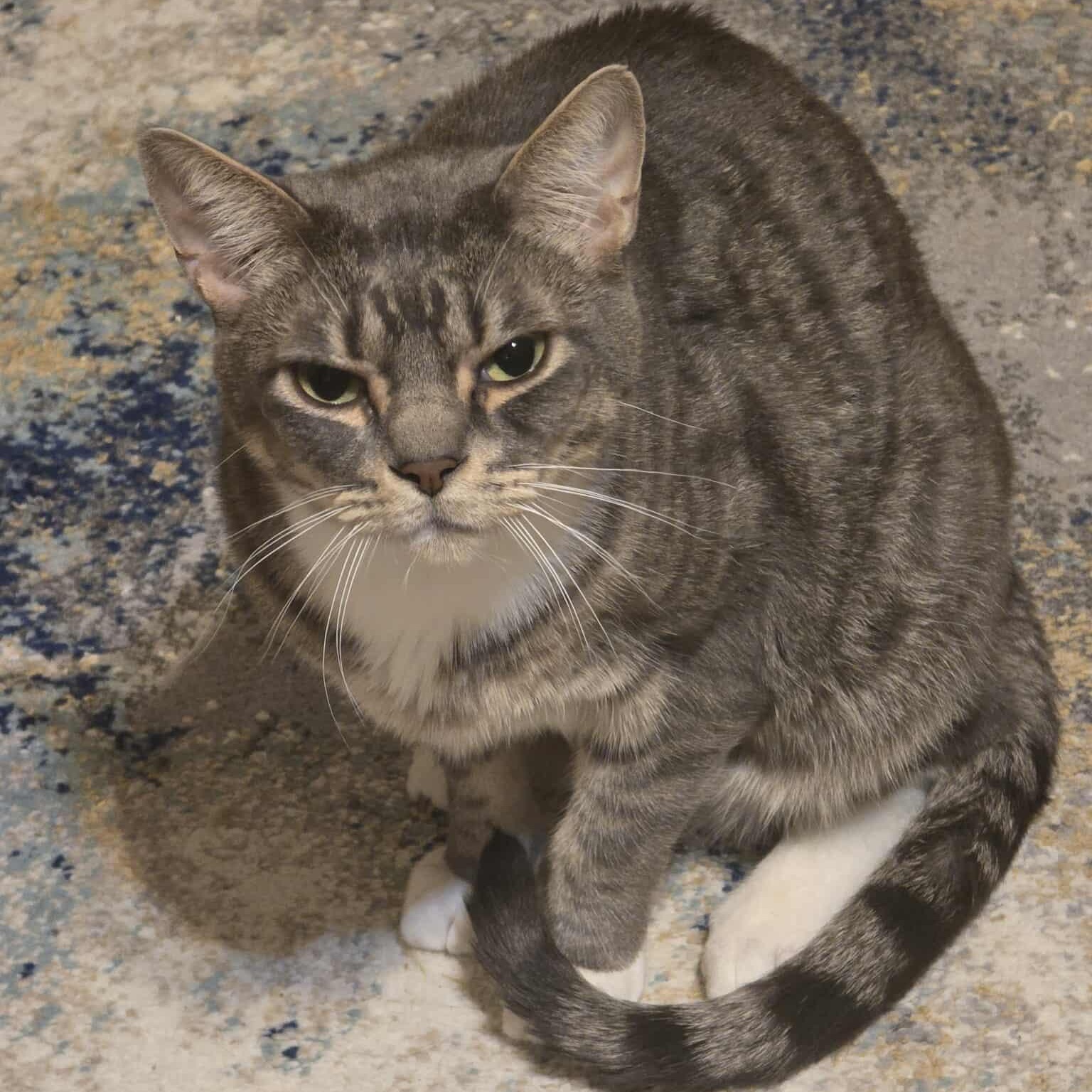 Enlarge Sherlock & Watson, a Adoptable Domestic Short Hair in Warr Acres, OK image 3/4