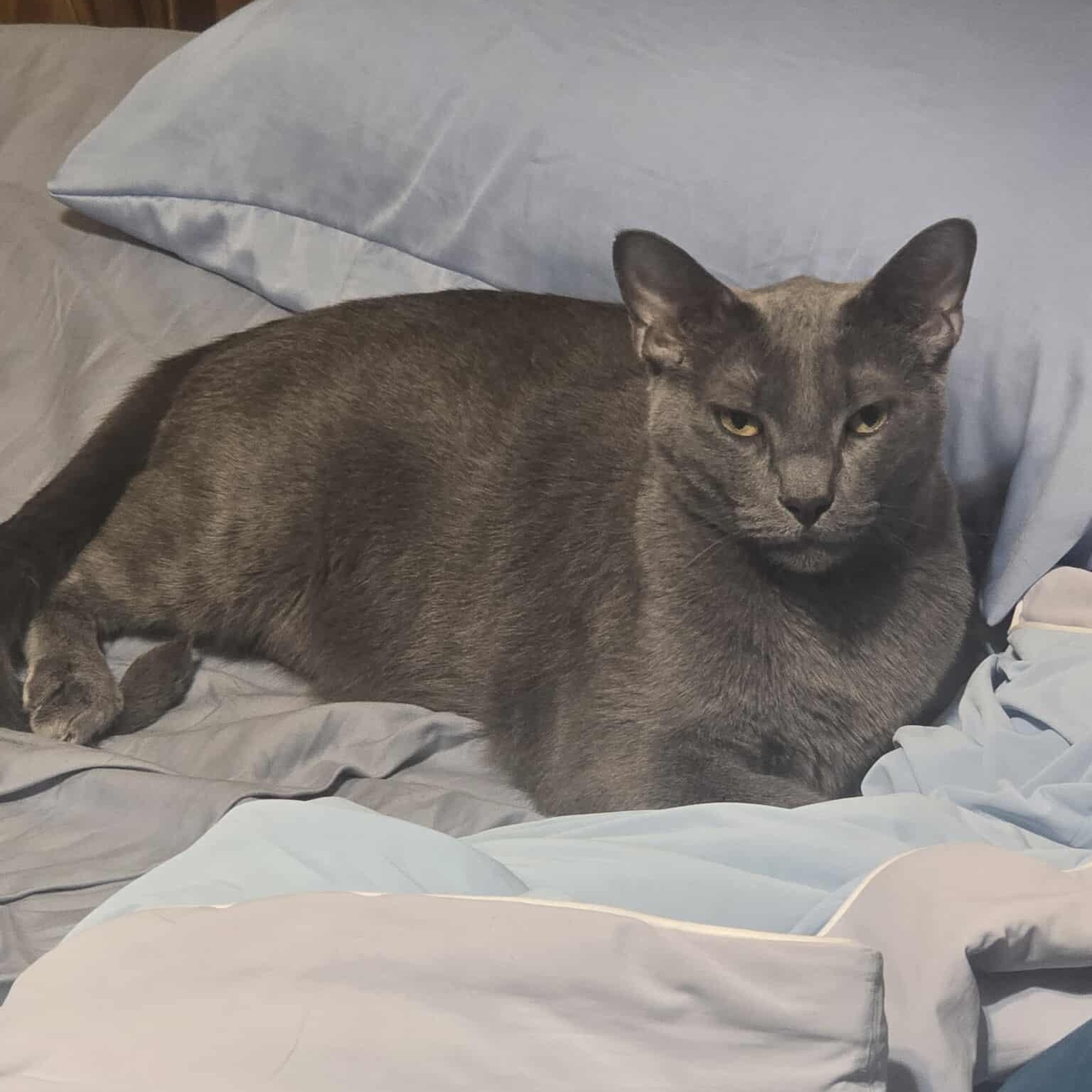 Enlarge Sherlock & Watson, a Adoptable Domestic Short Hair in Warr Acres, OK image 4/4