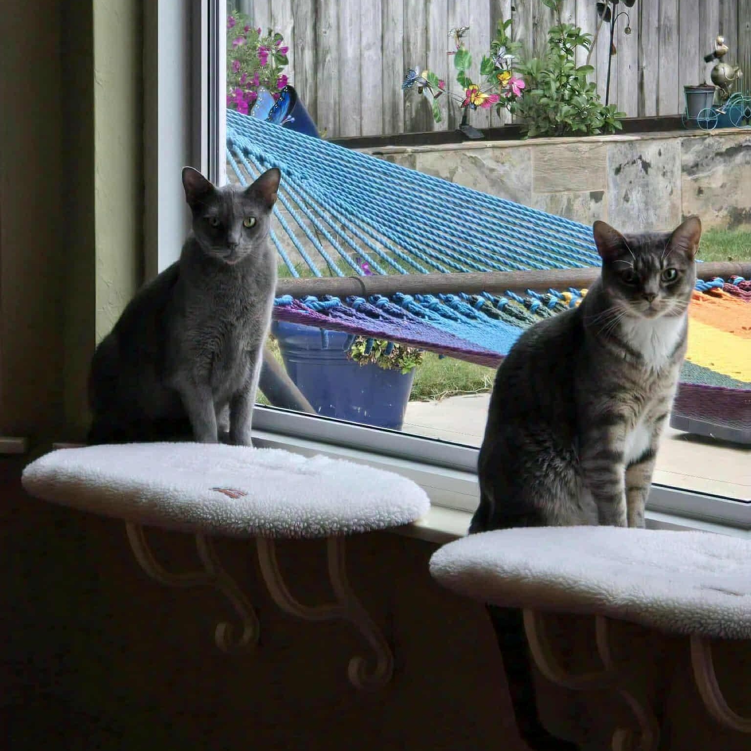 Enlarge Sherlock & Watson, a Adoptable Domestic Short Hair in Warr Acres, OK image 2/4