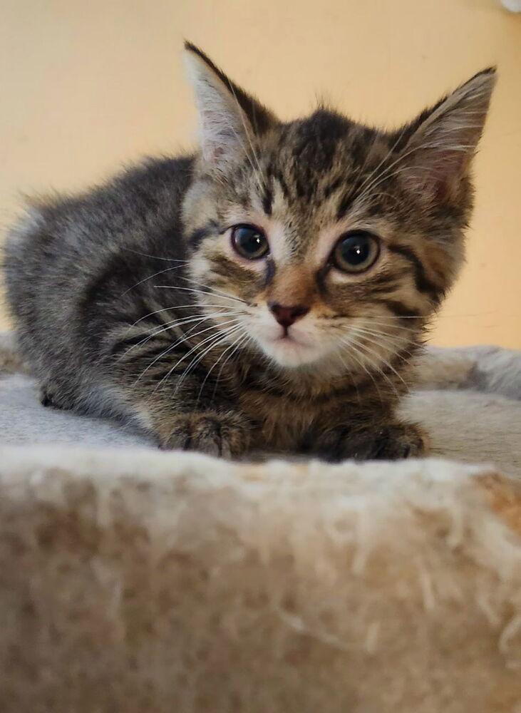 Monae, Adoptable, Kitten Female Domestic Short Hair.