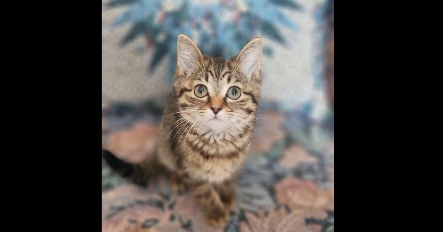 Monae, a Adoptable mixed breed in Henrico, VA image 2/3