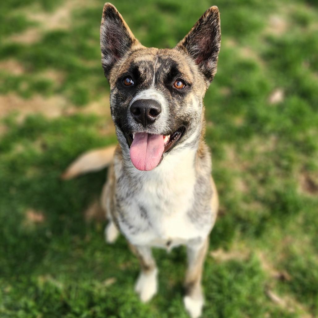 Chin, Adoptable, Young Male Shepherd & Akita.