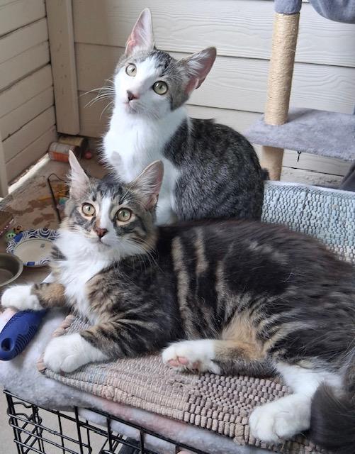 Enlarge Chole and Mia, a Adopted Domestic Medium Hair in san antonio, TX image 1/3