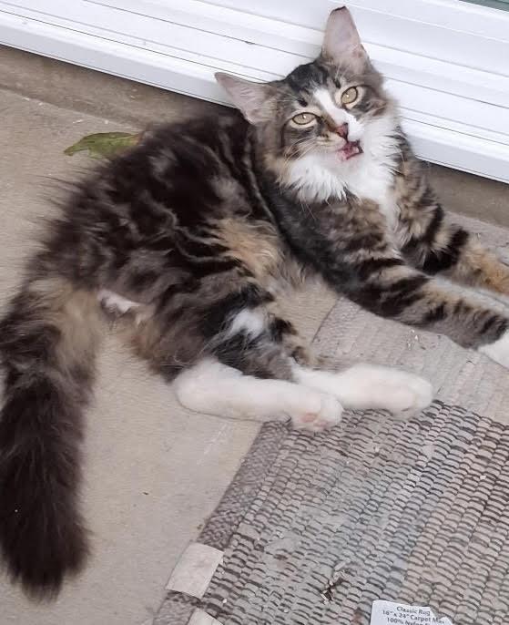 Enlarge Chole and Mia, a Adopted Domestic Medium Hair in san antonio, TX image 2/3